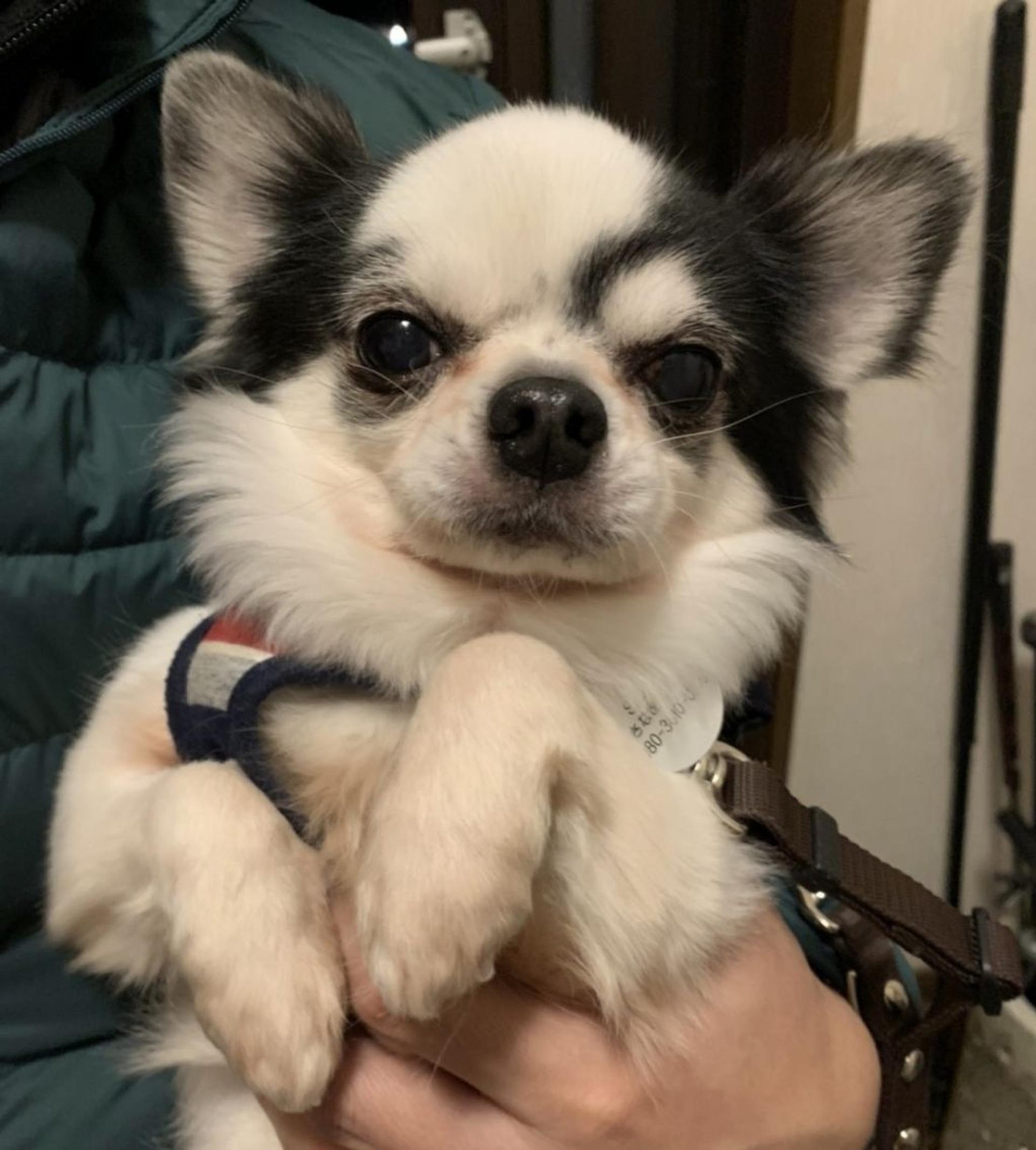 pet-image-4
