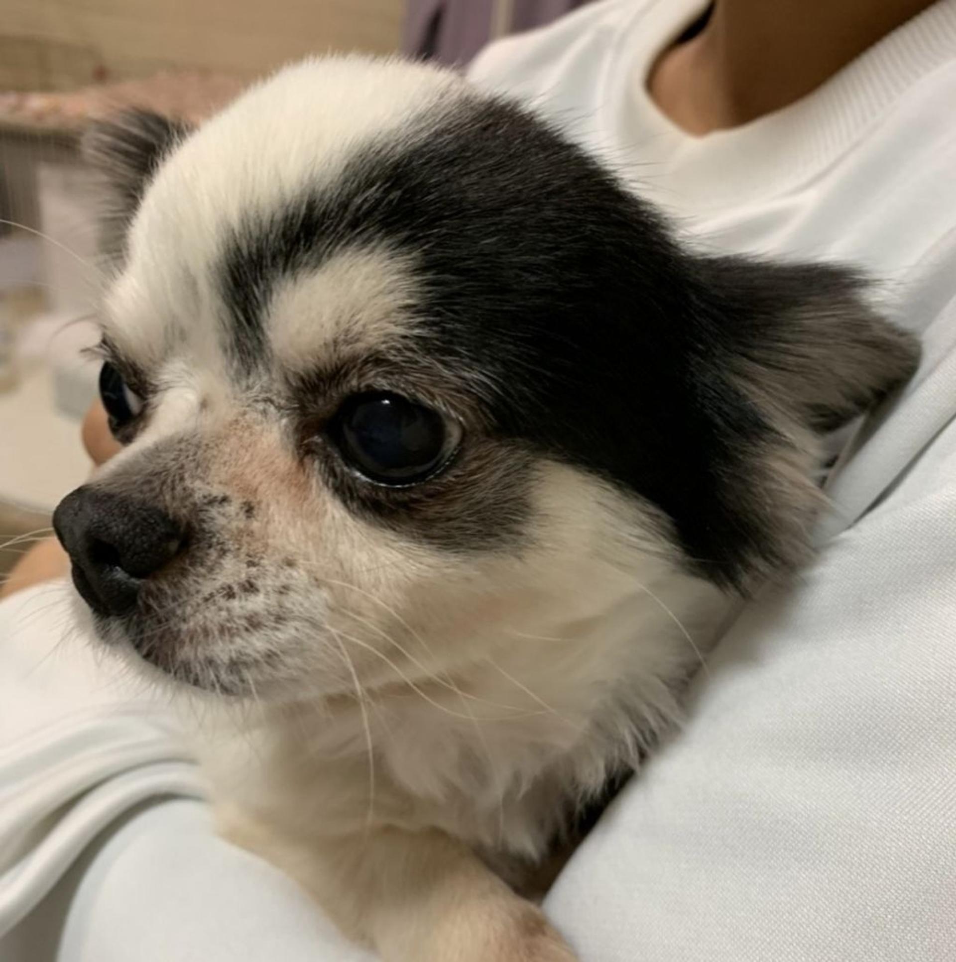 pet-image-6