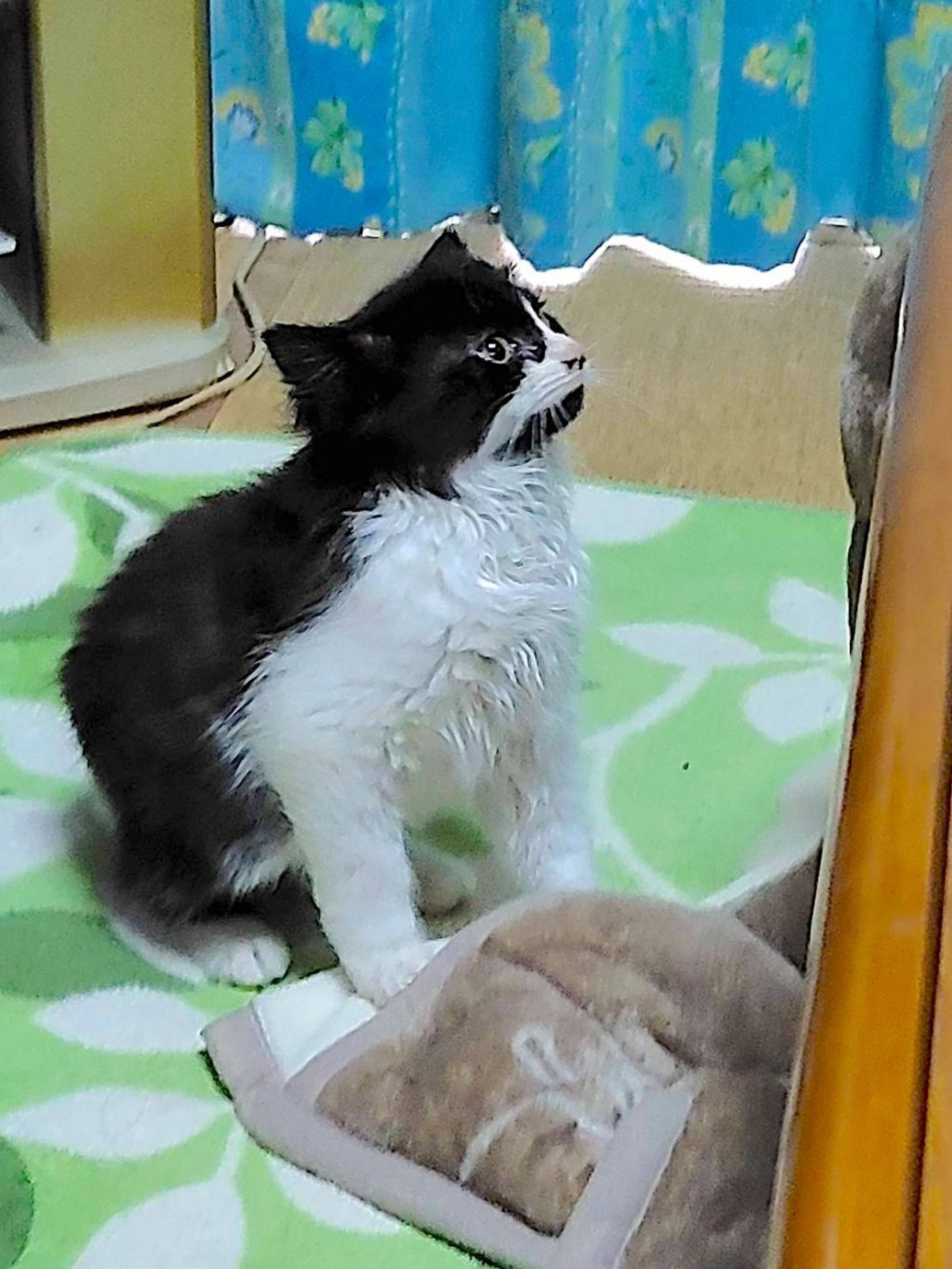 pet-image-2