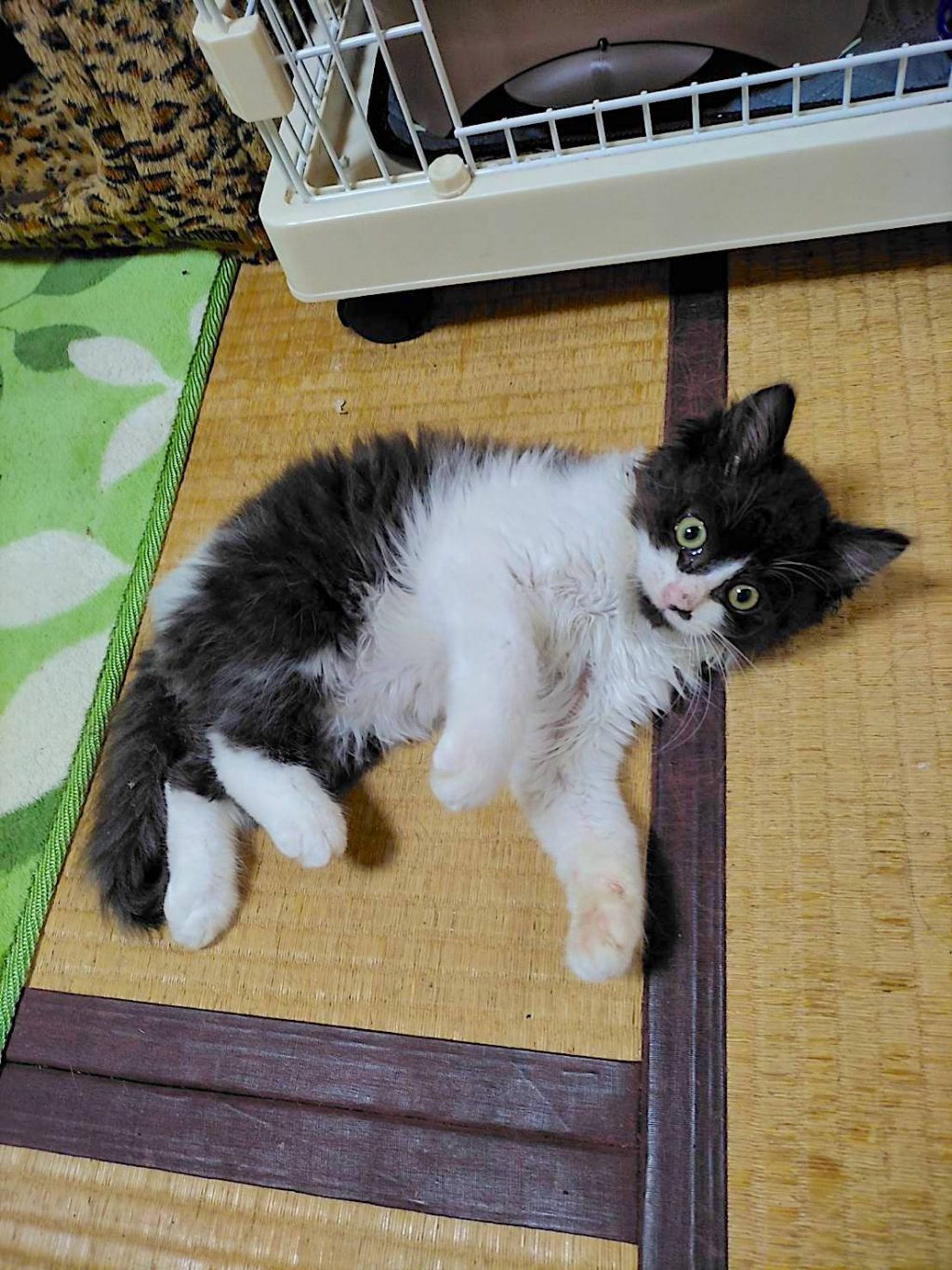 pet-image-3