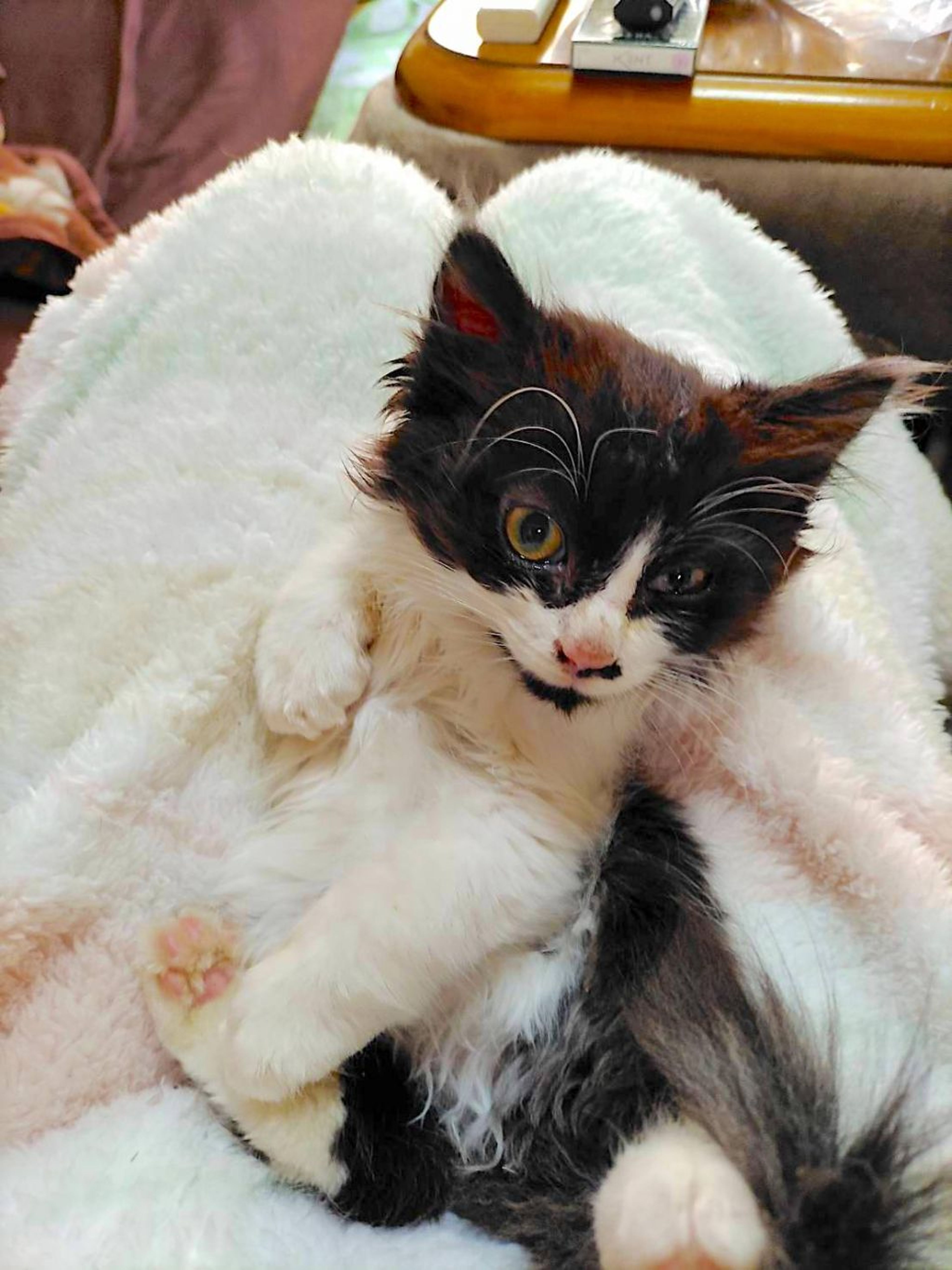 pet-image-4