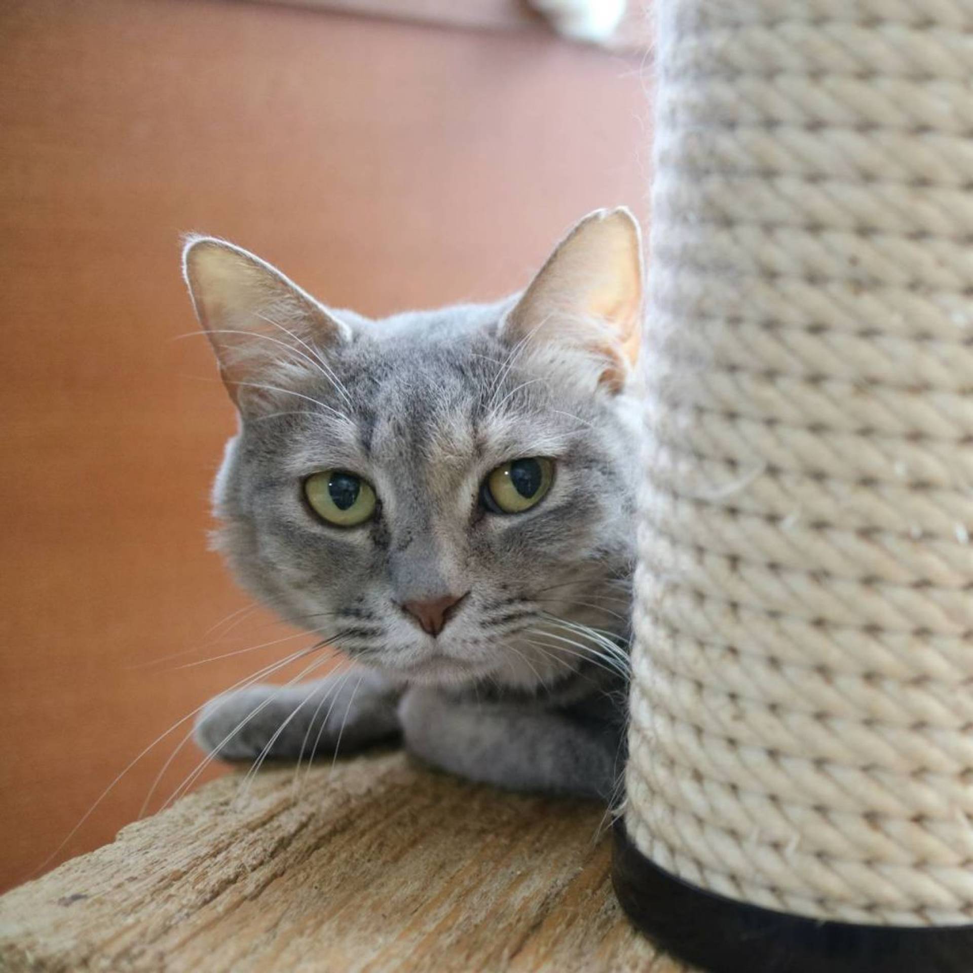 雑種（ミックス猫）・メスの里親募集の写真