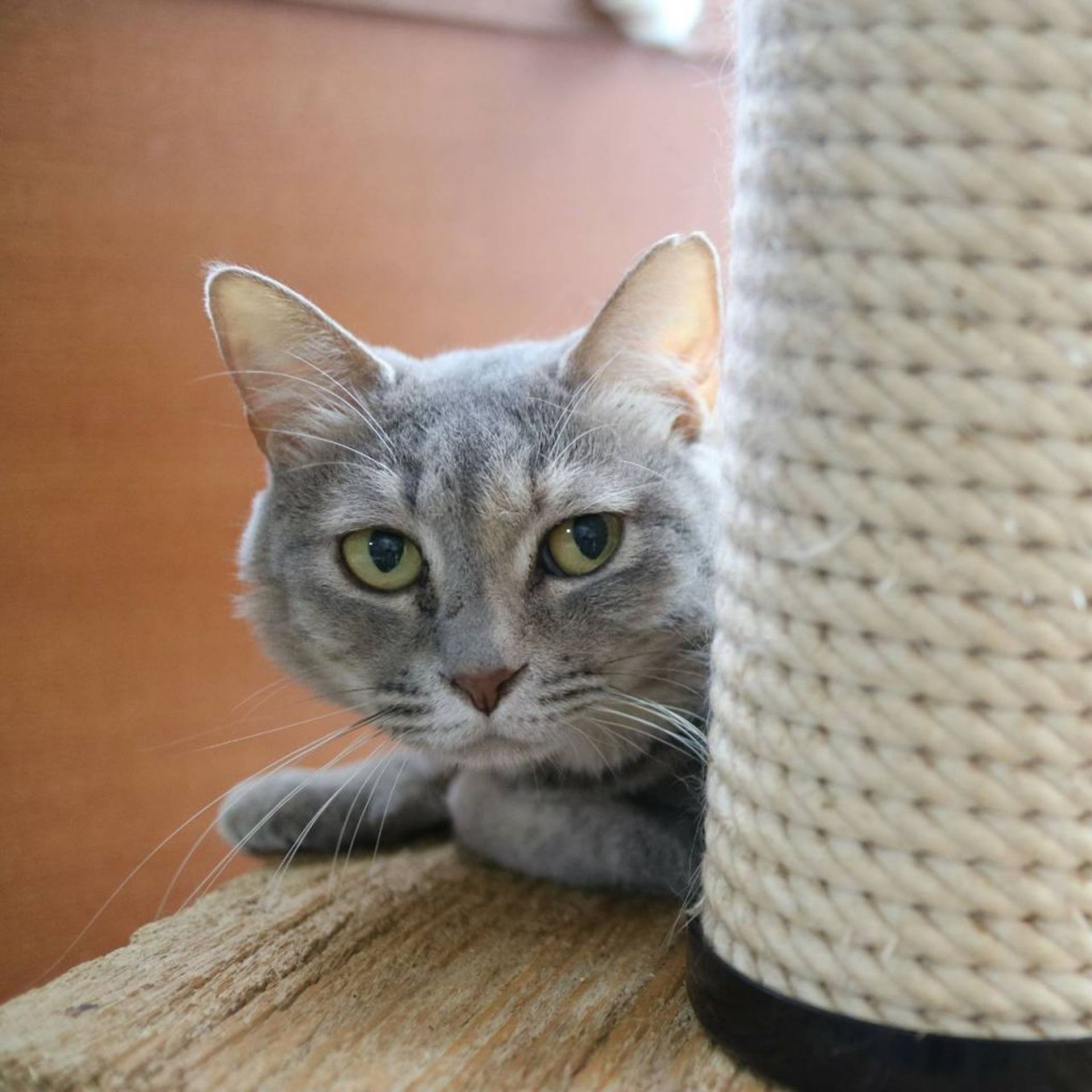 雑種（ミックス猫）・メスの里親募集の写真