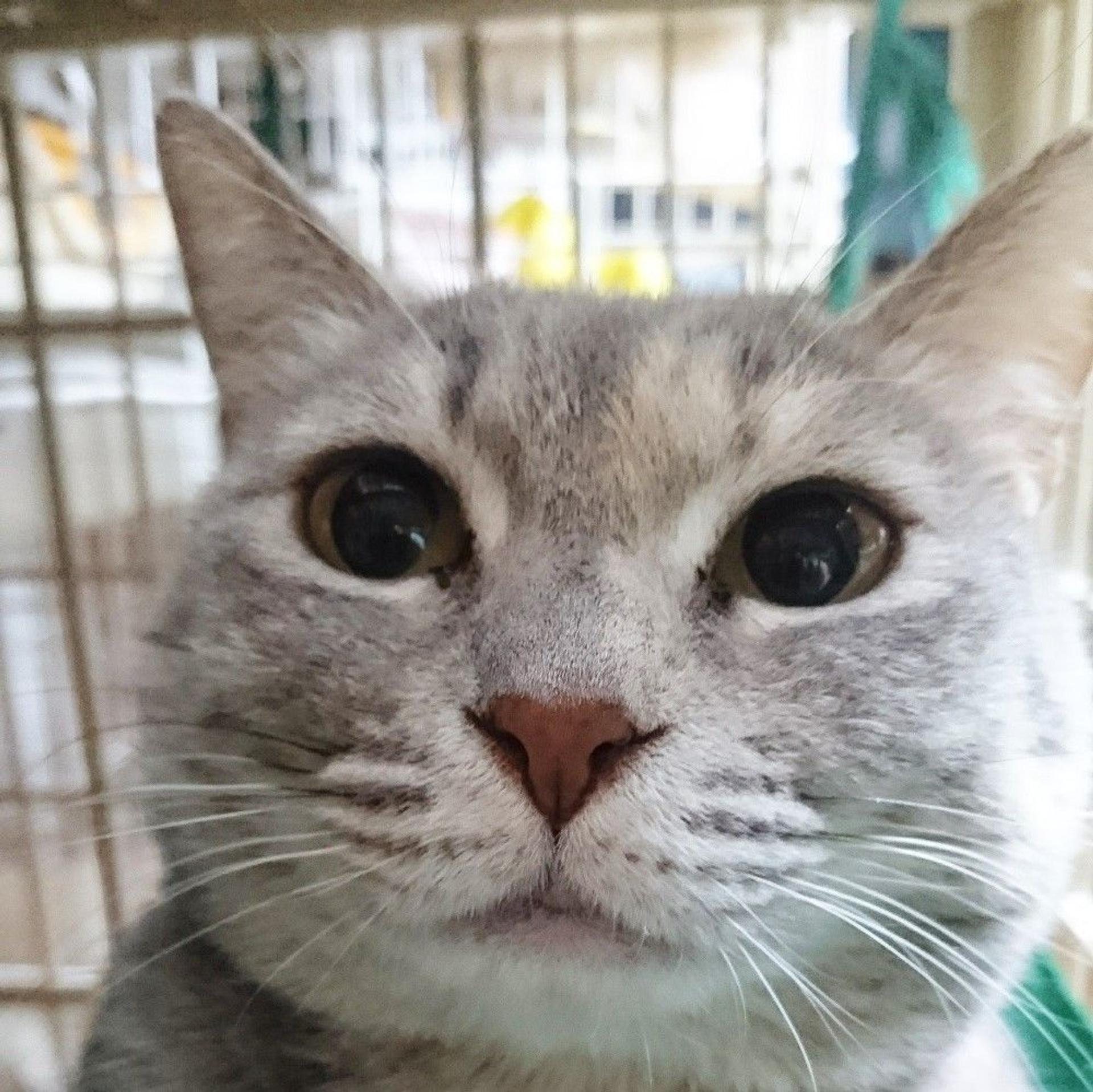 pet-image-2