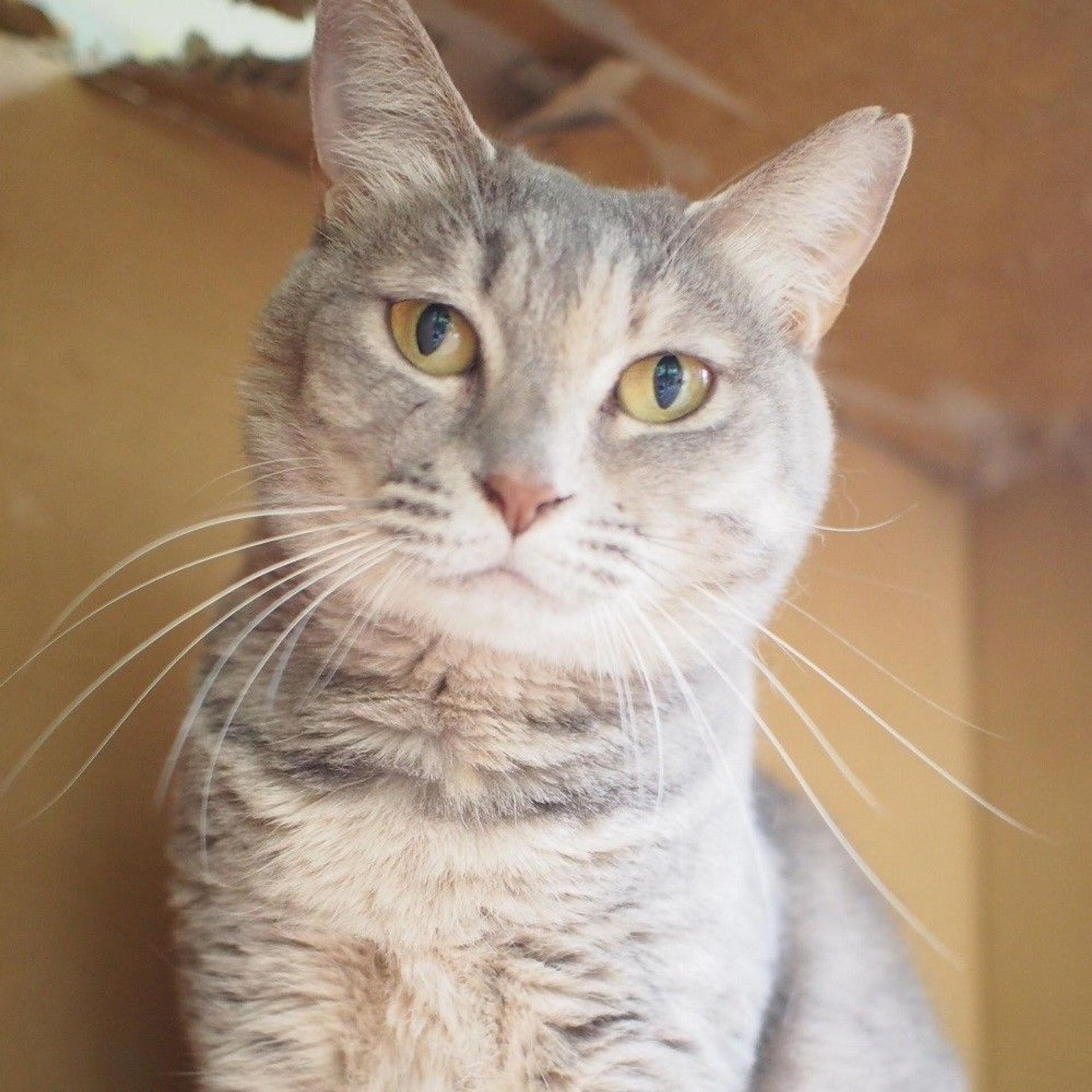 pet-image-3