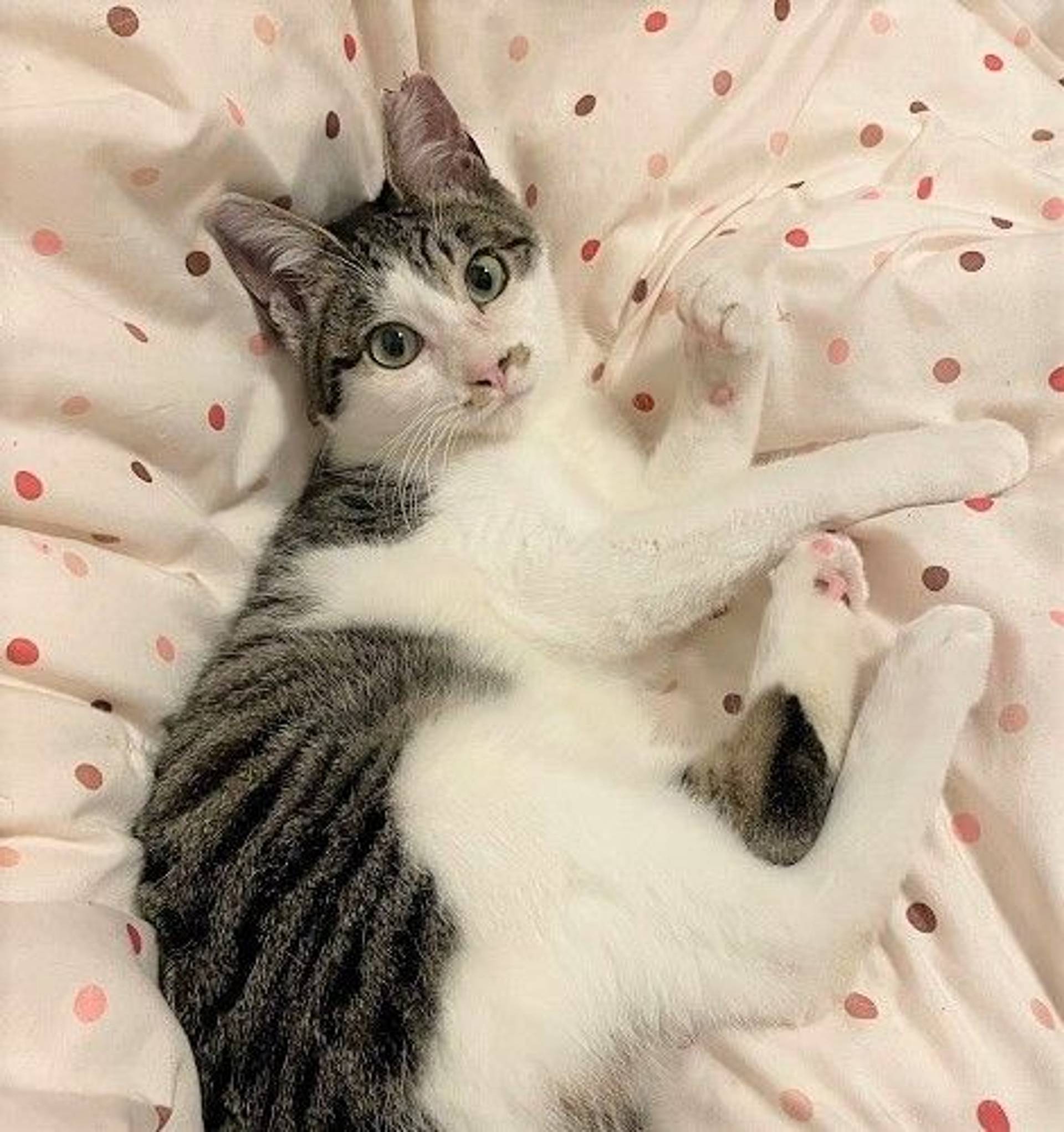 雑種（ミックス猫）・オスの里親募集の写真