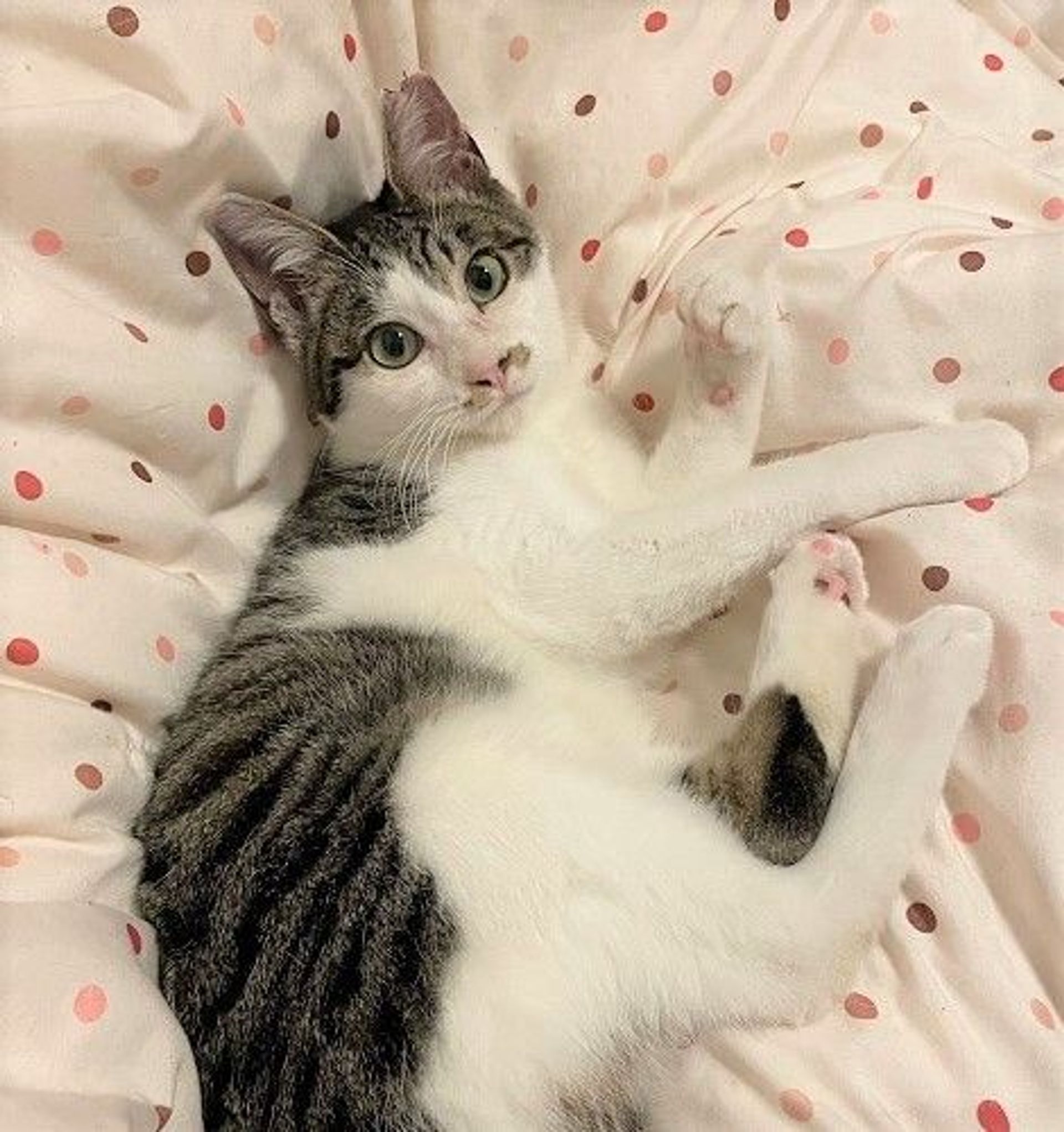 雑種（ミックス猫）・オスの里親募集の写真