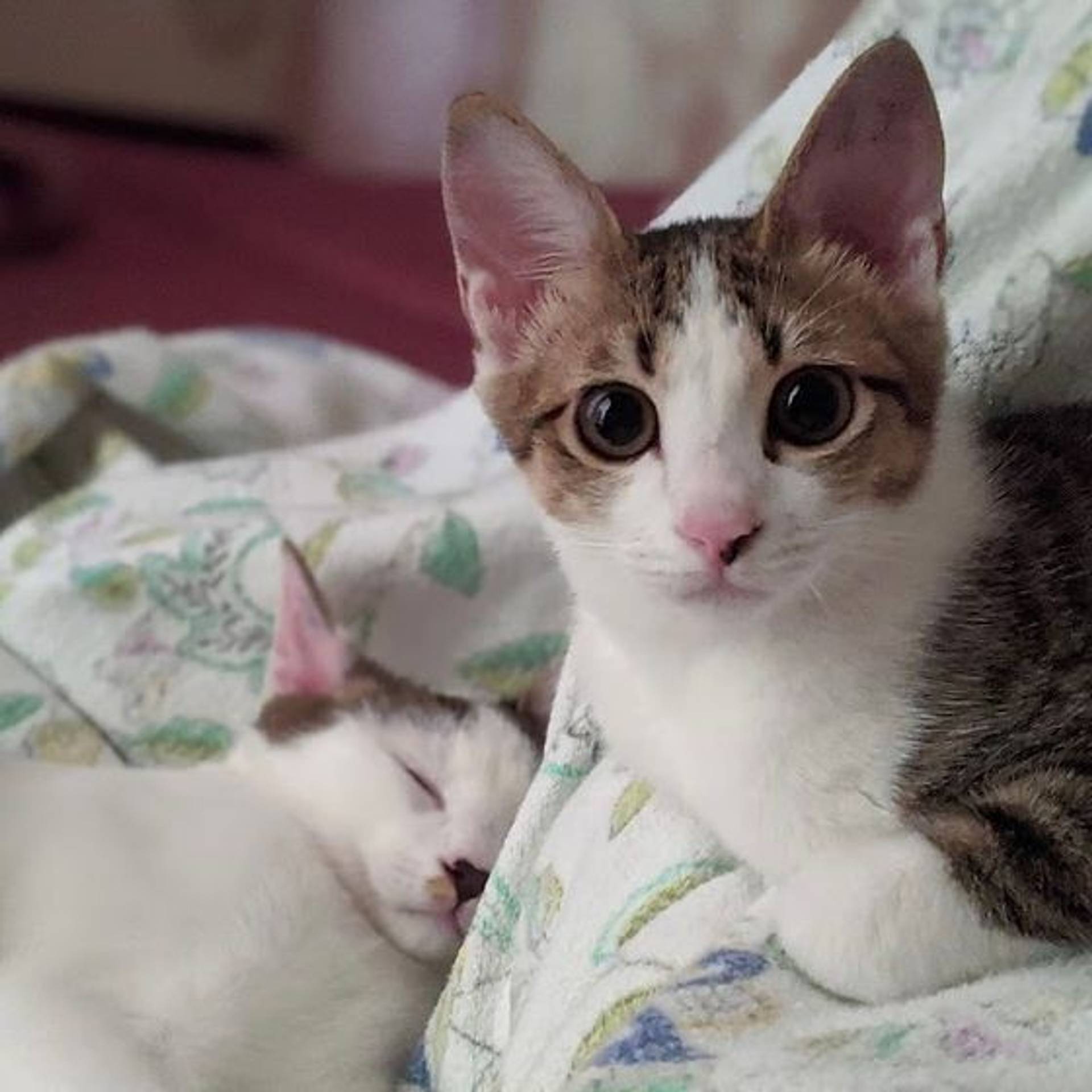 雑種（ミックス猫）・オスの里親募集の写真
