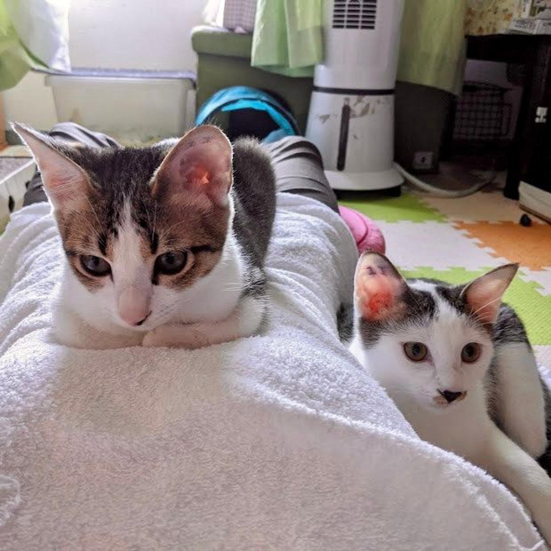 pet-image-2