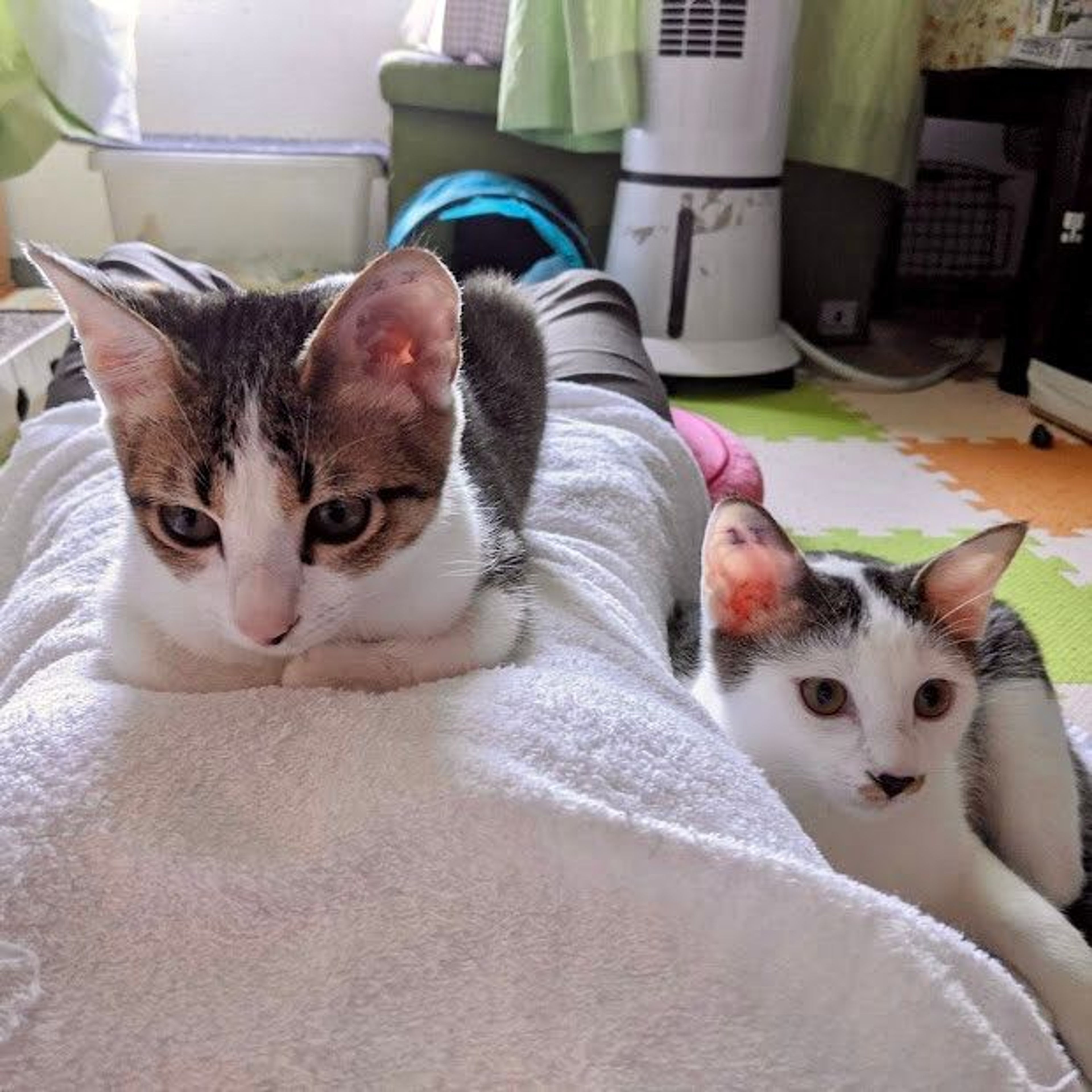 pet-image-2