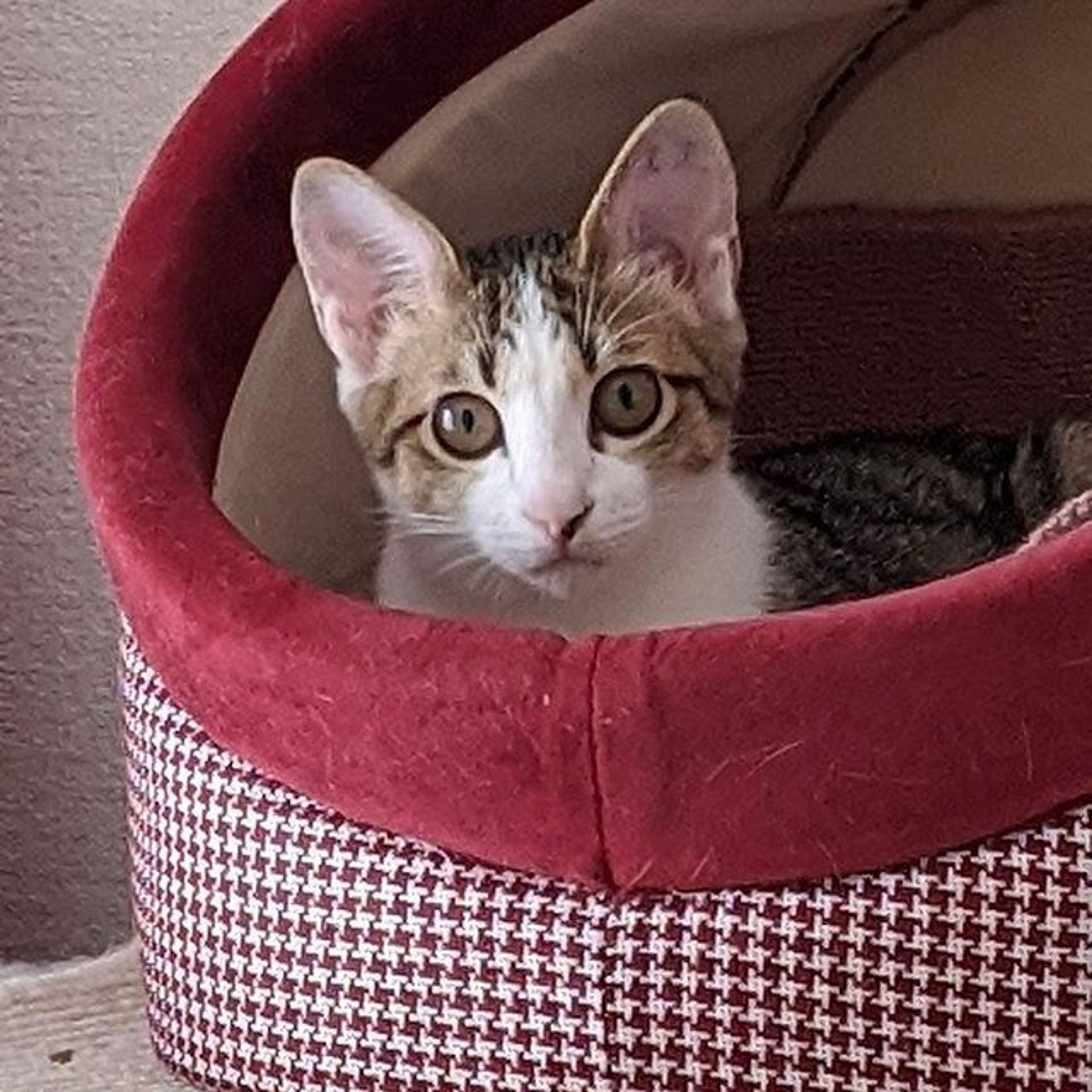pet-image-3