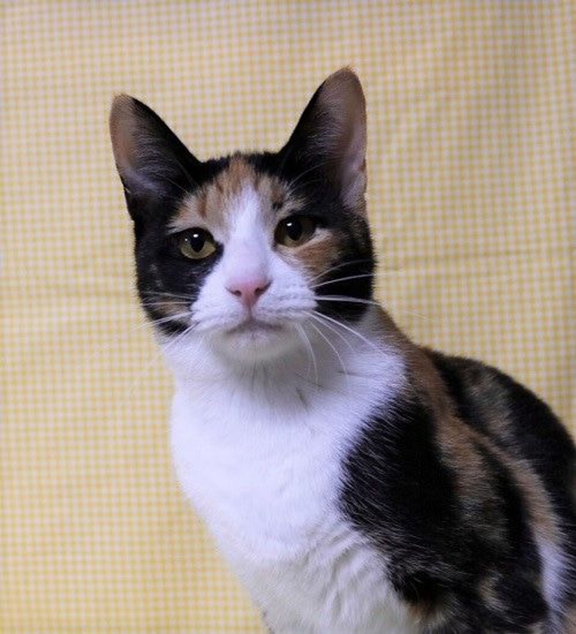 日本猫・メスの里親募集の写真