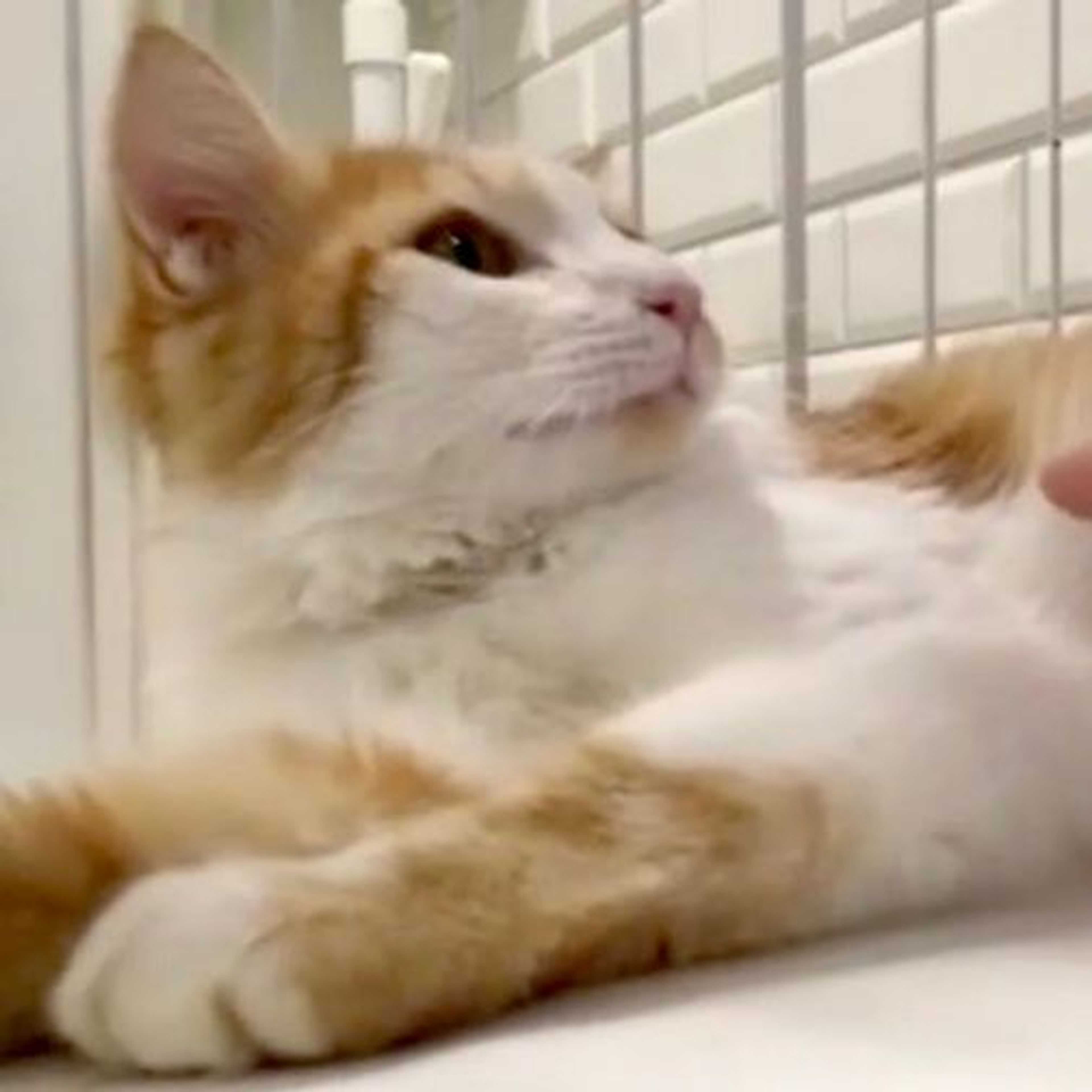 雑種（ミックス猫）・メスの里親募集の写真