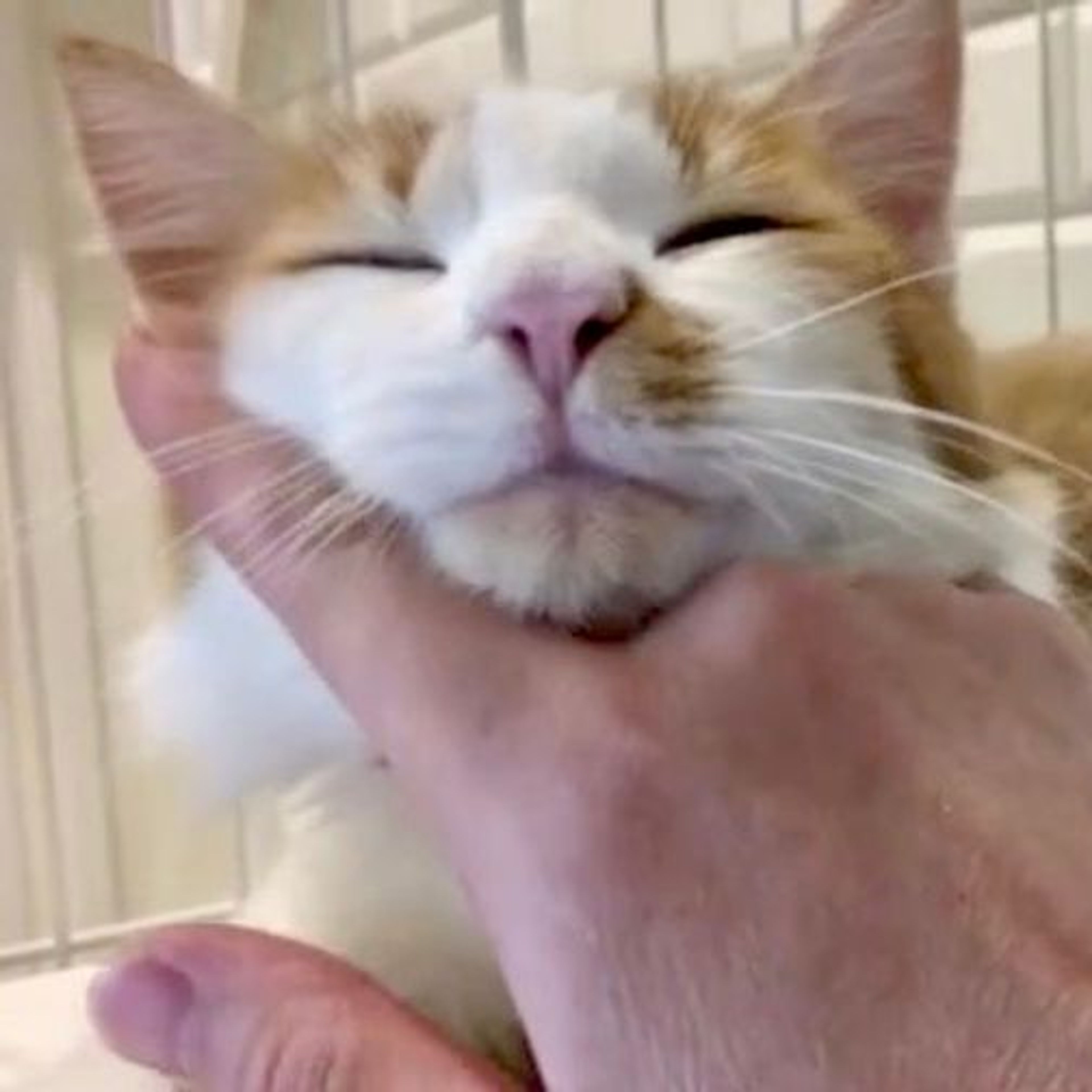 pet-image-7