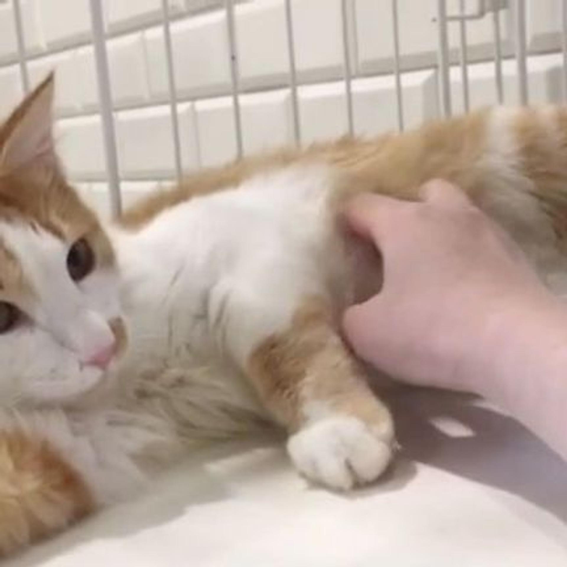 pet-image-9