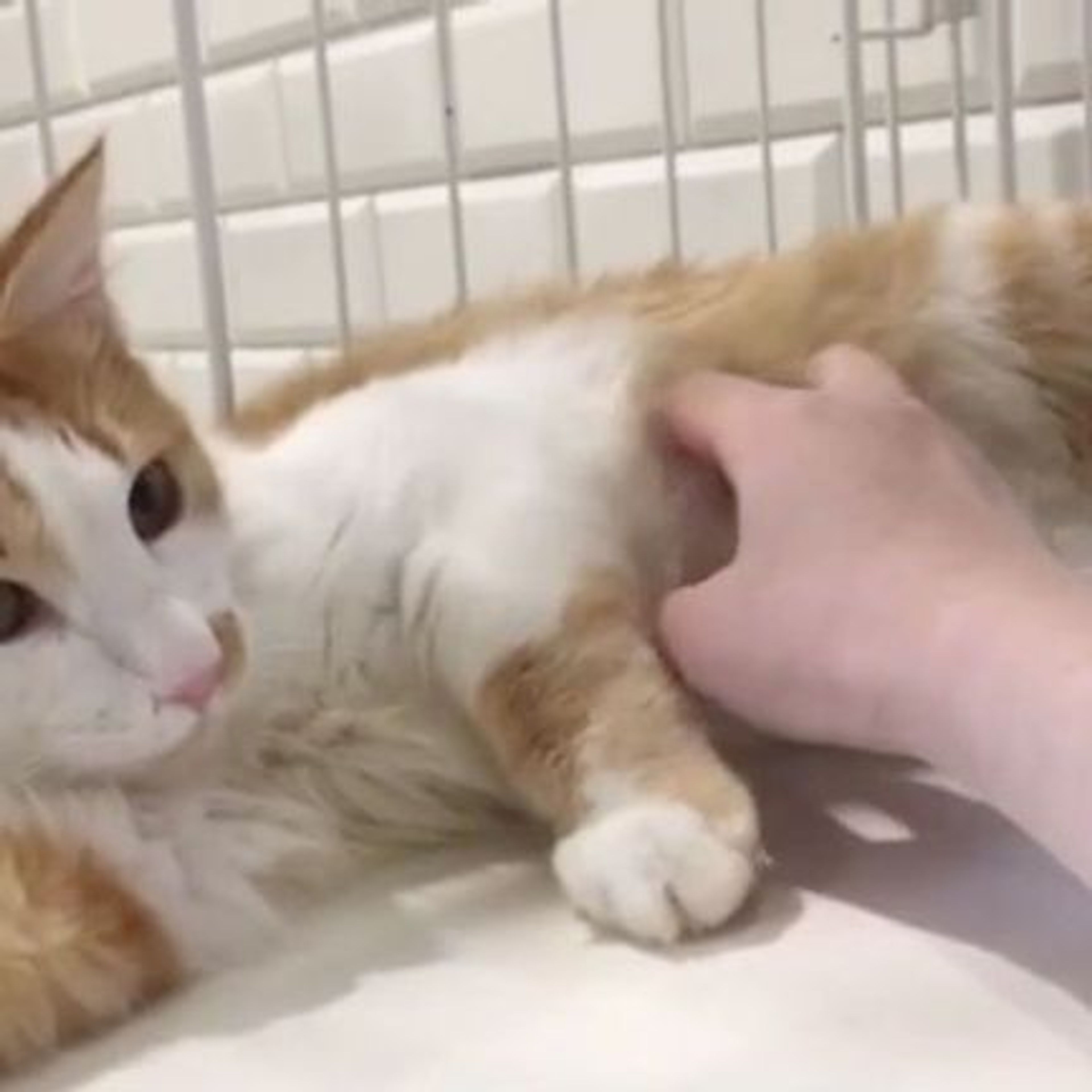 pet-image-9
