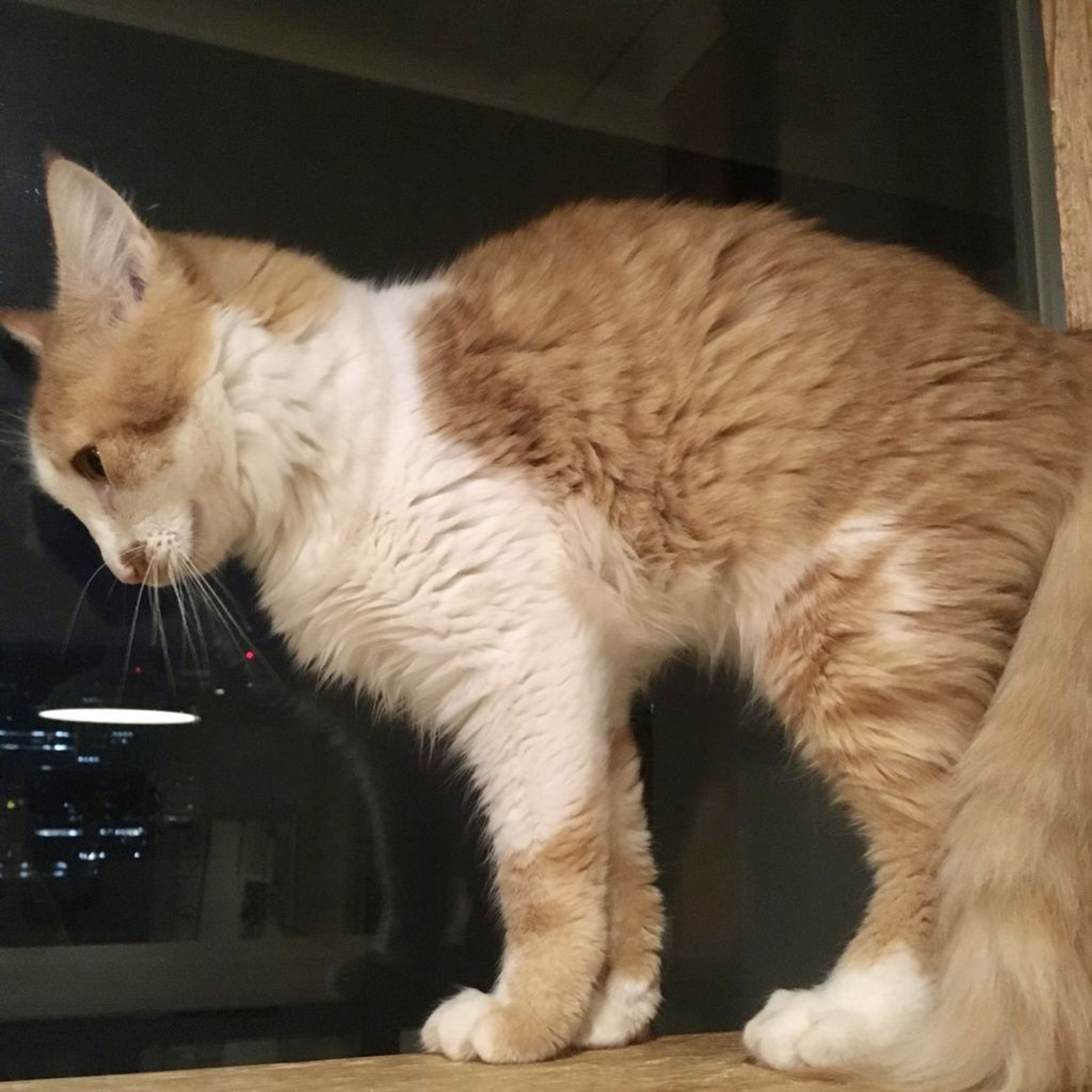 pet-image-6