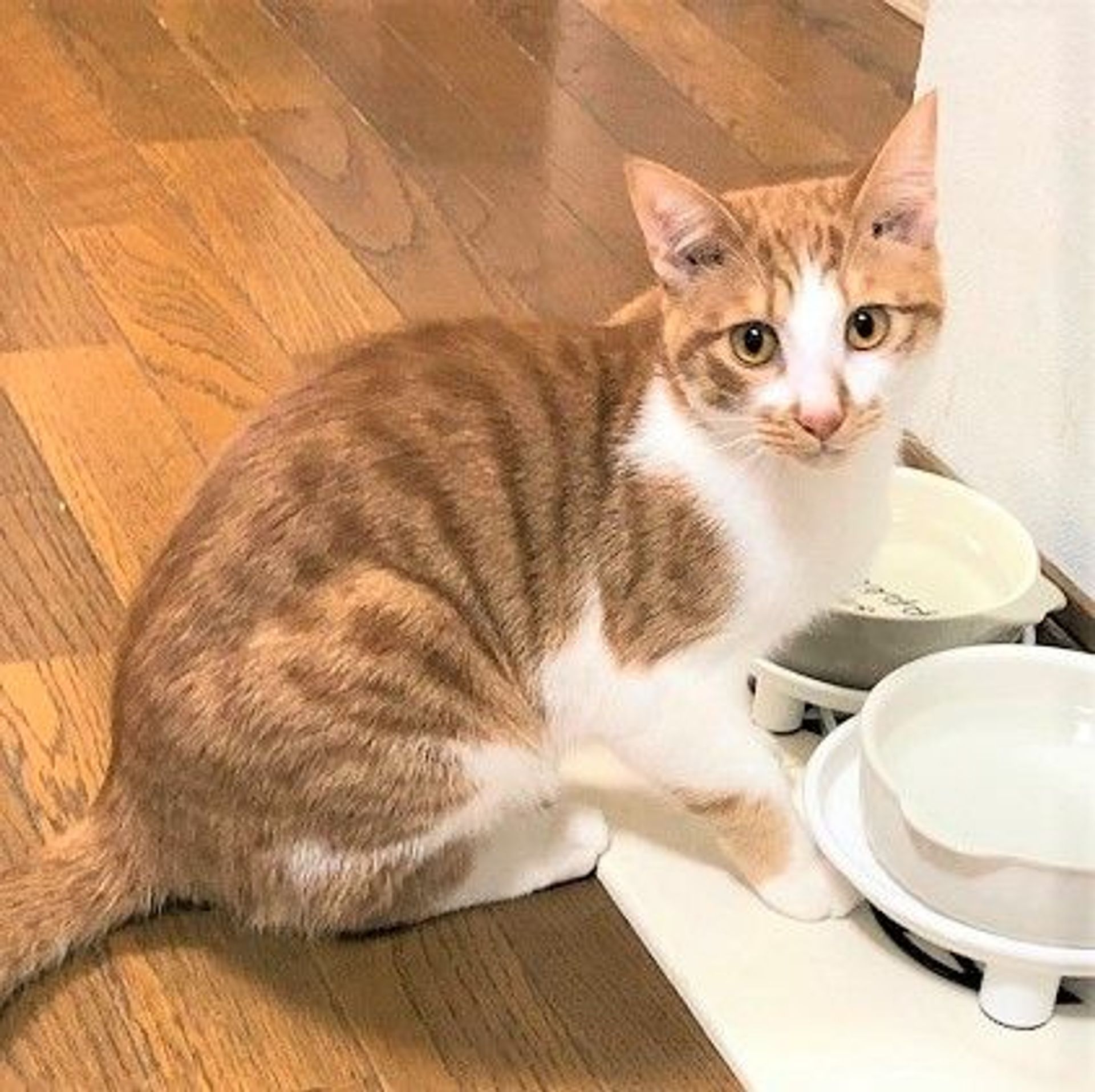 雑種（ミックス猫）・オスの里親募集の写真