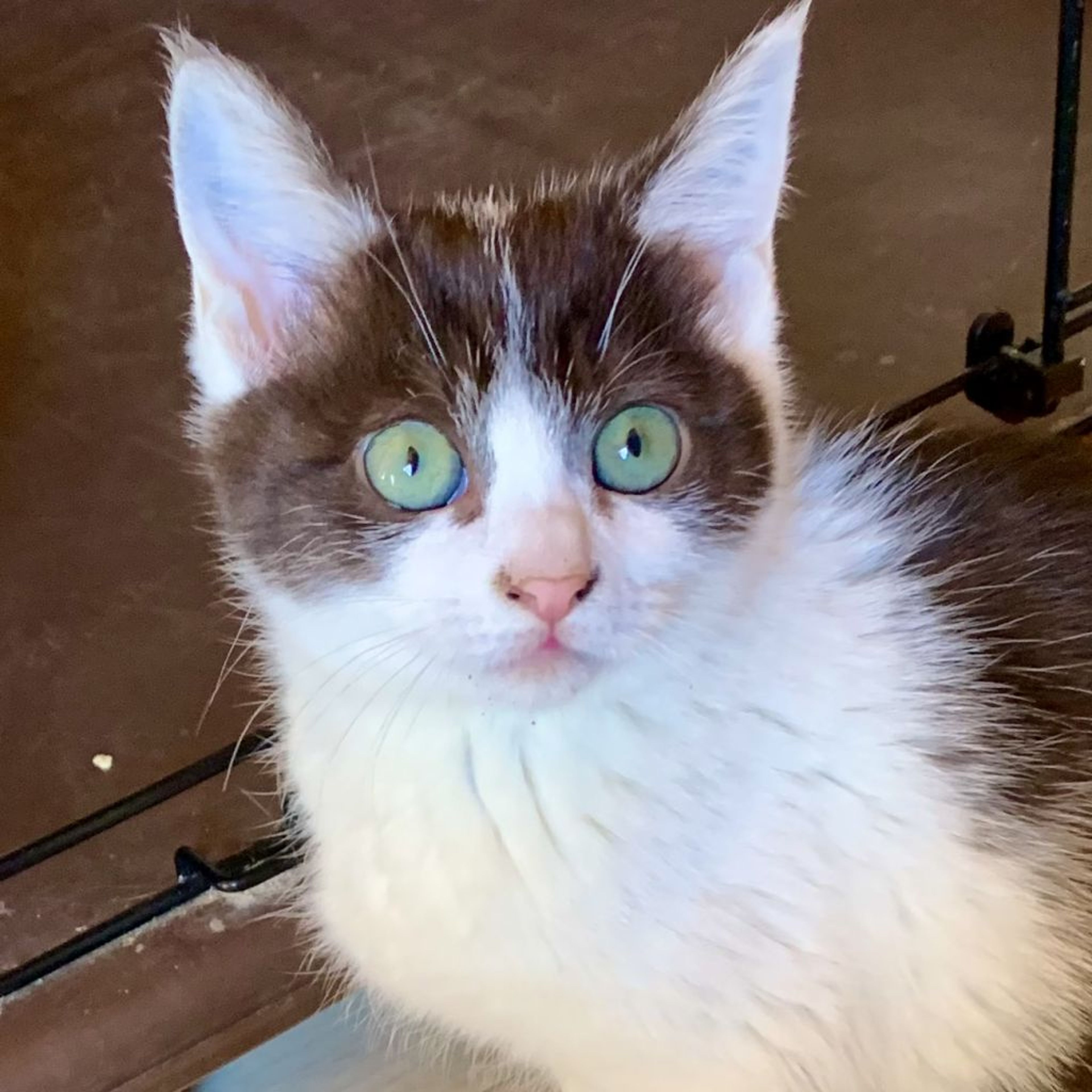 pet-image-2