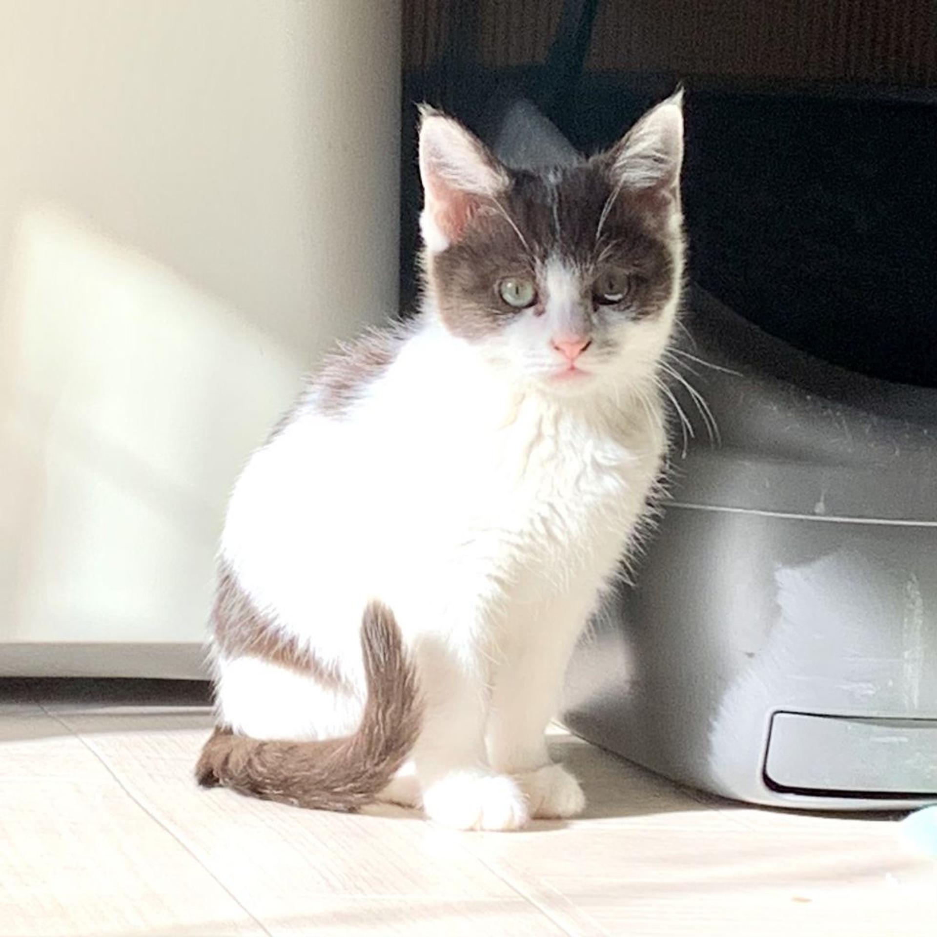 pet-image-3