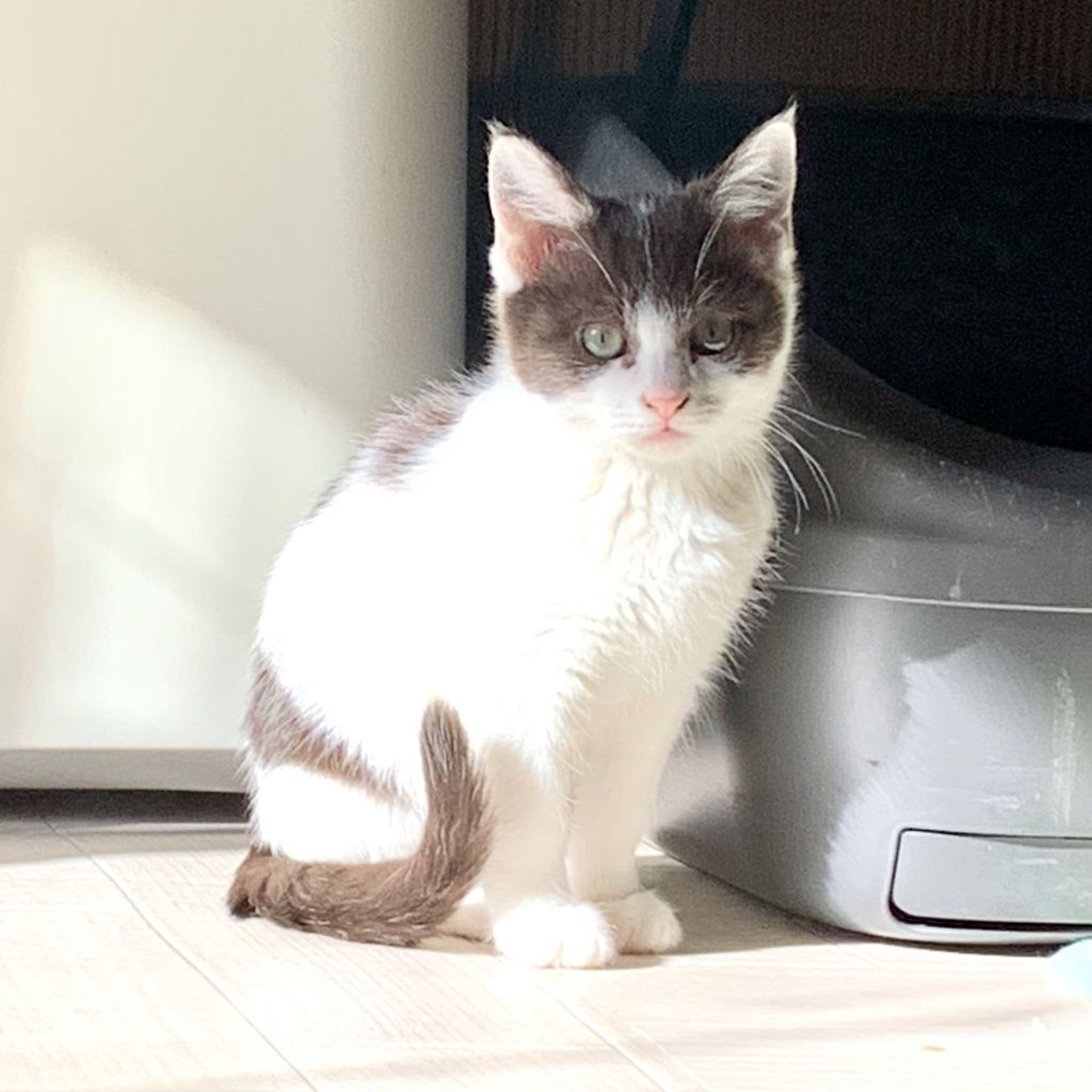 pet-image-3