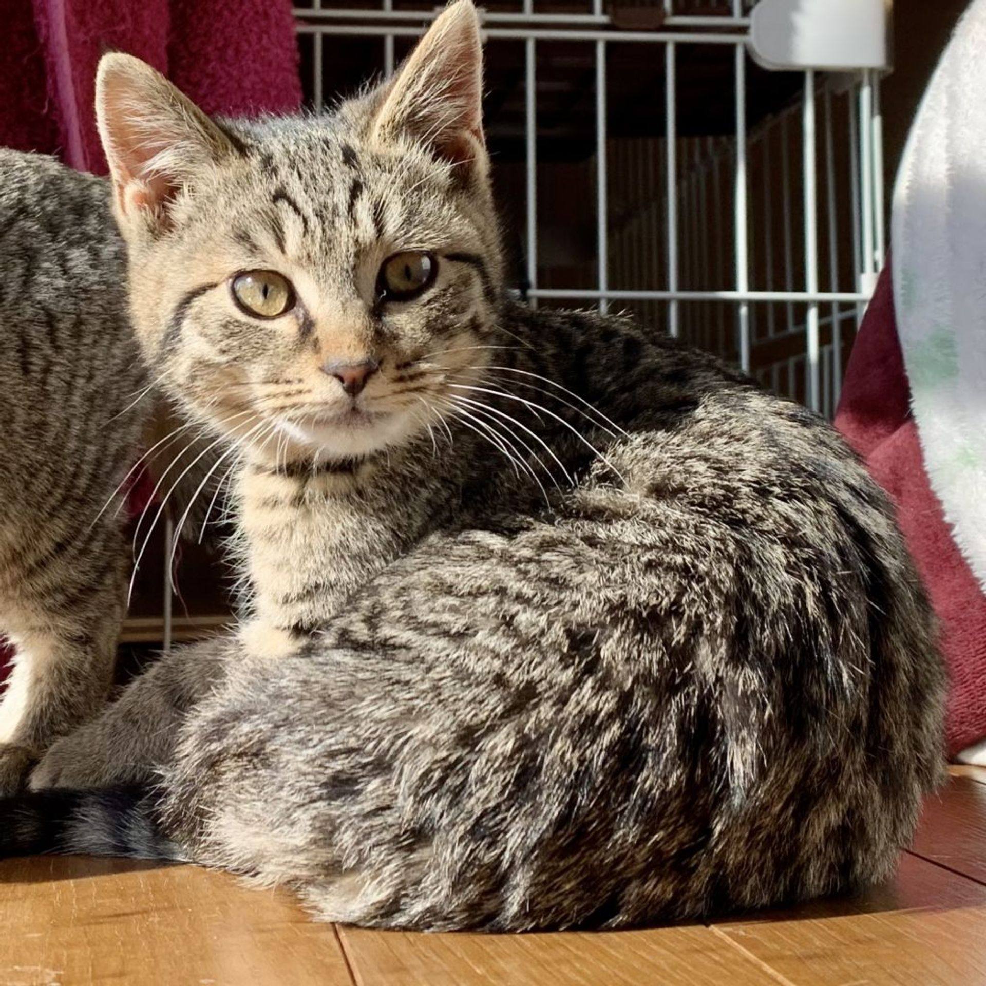 雑種（ミックス猫）・オスの里親募集の写真
