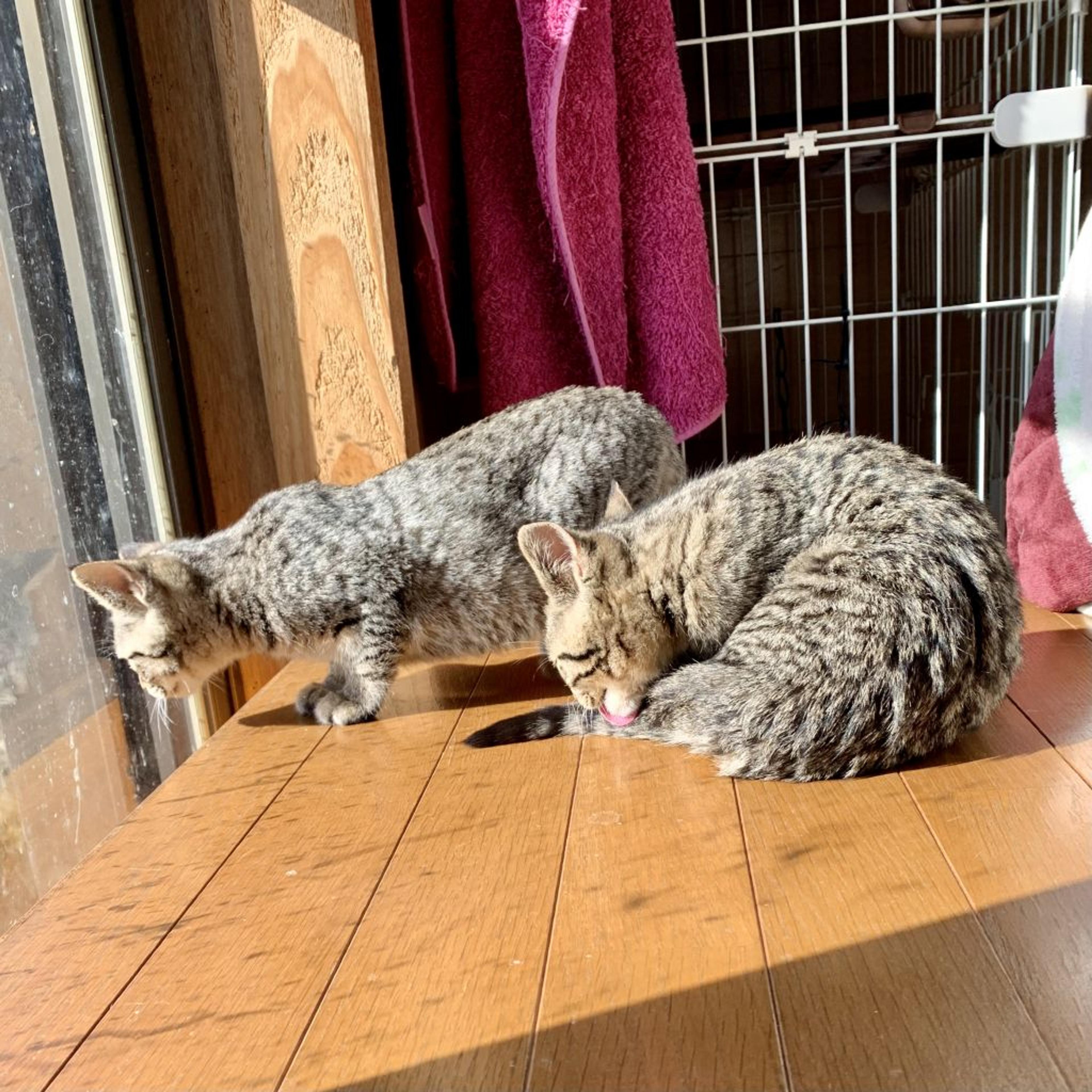 pet-image-3