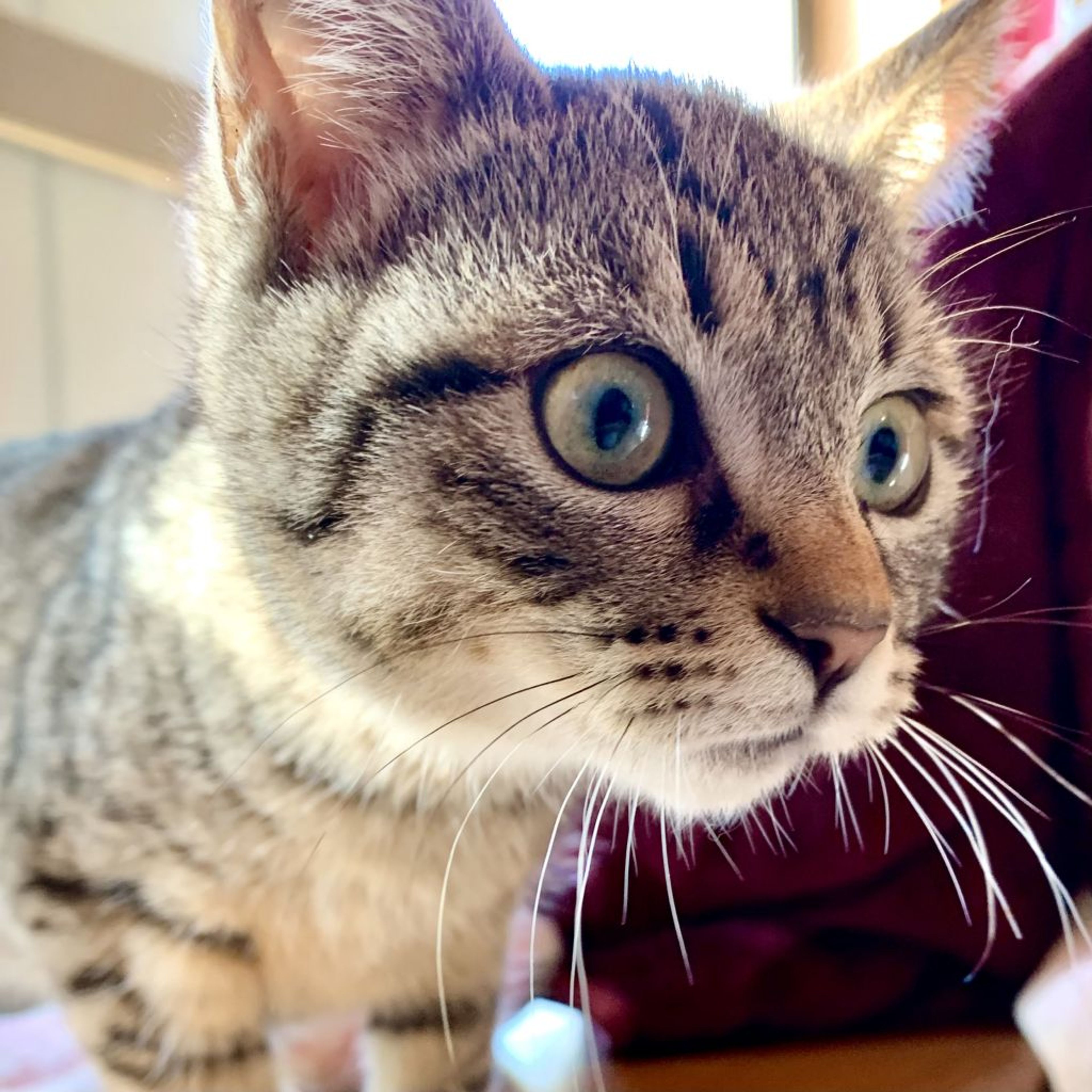 pet-image-2