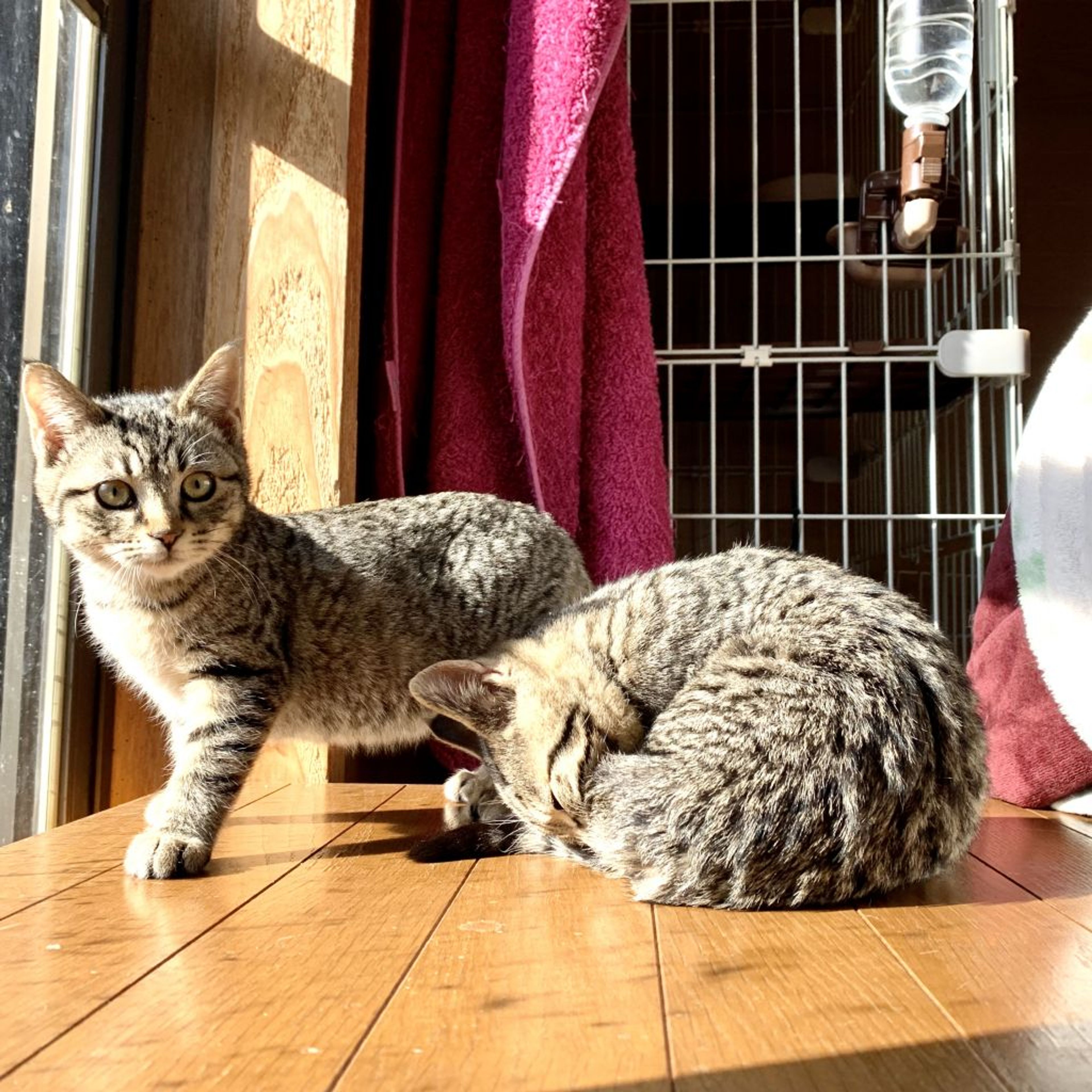 pet-image-3