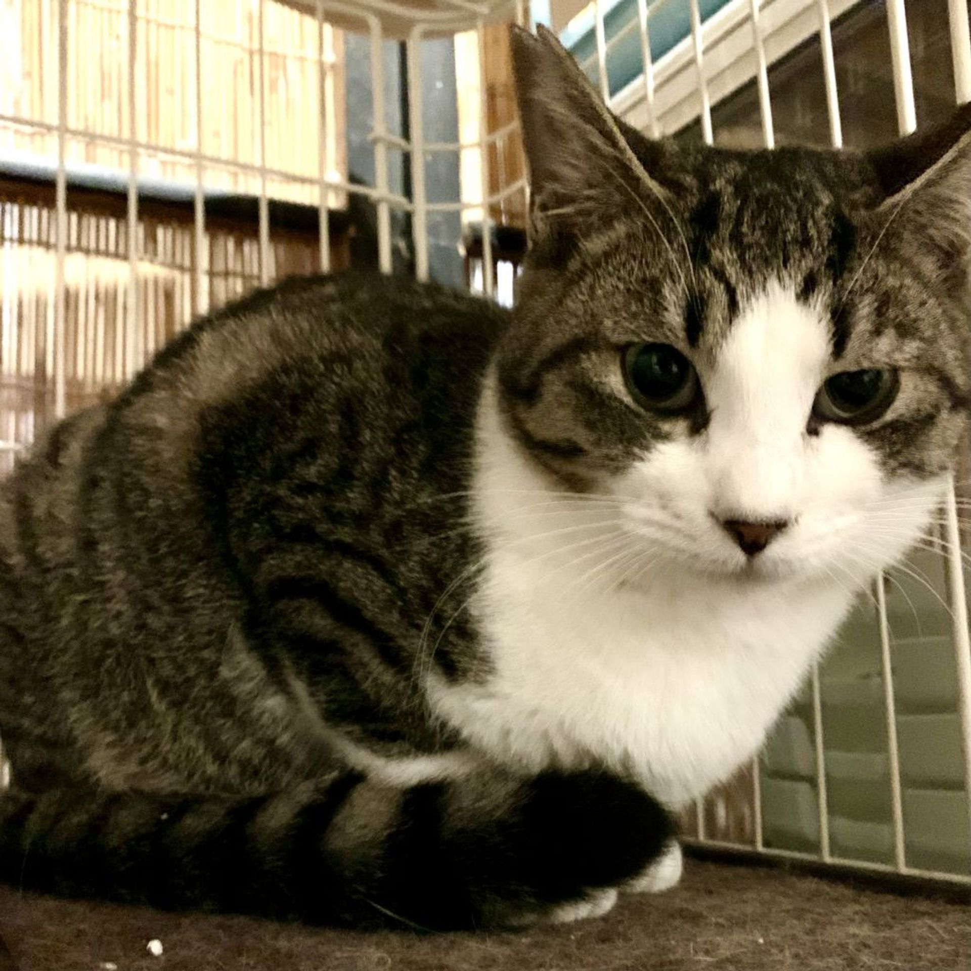 雑種（ミックス猫）・オスの里親募集の写真