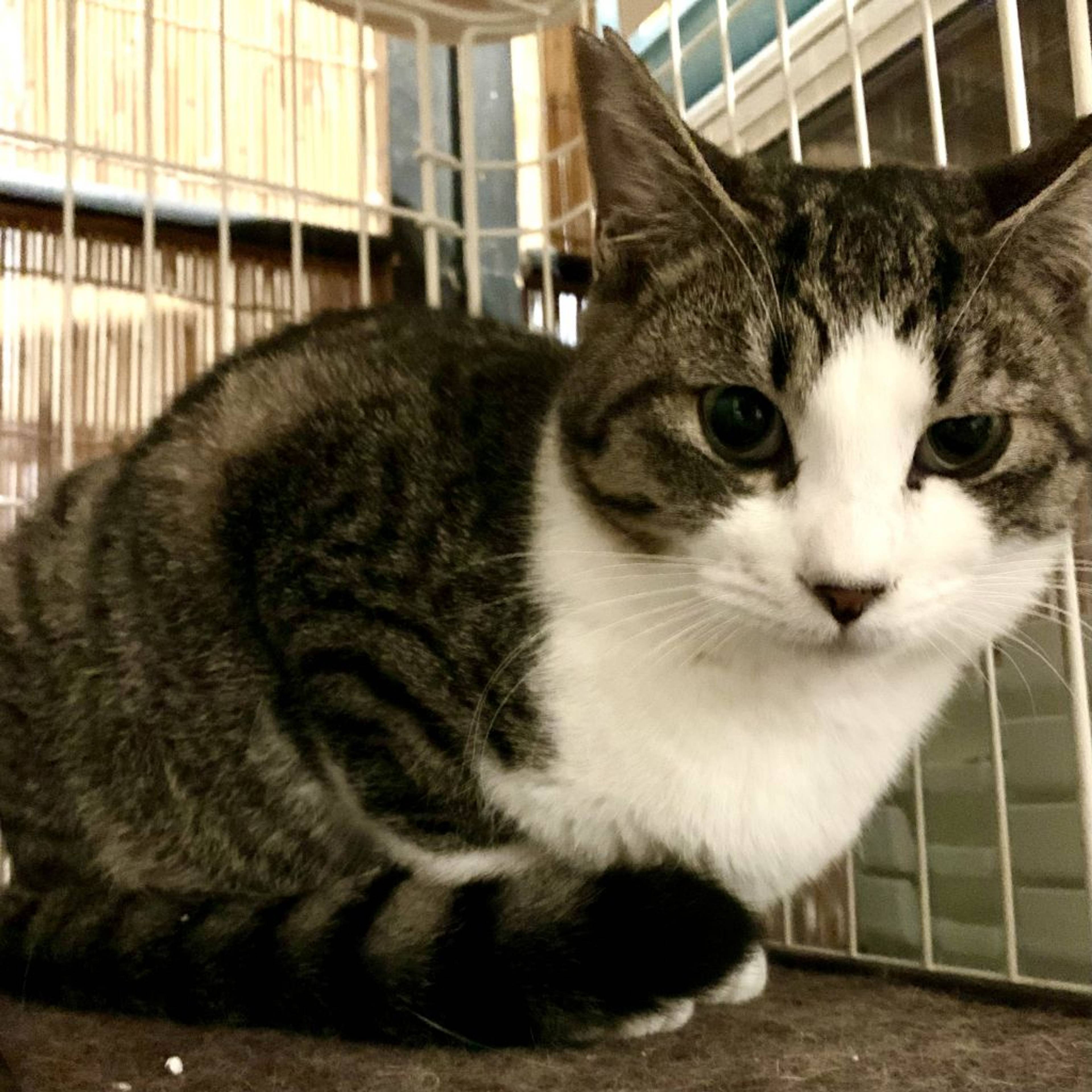 雑種（ミックス猫）・オスの里親募集の写真