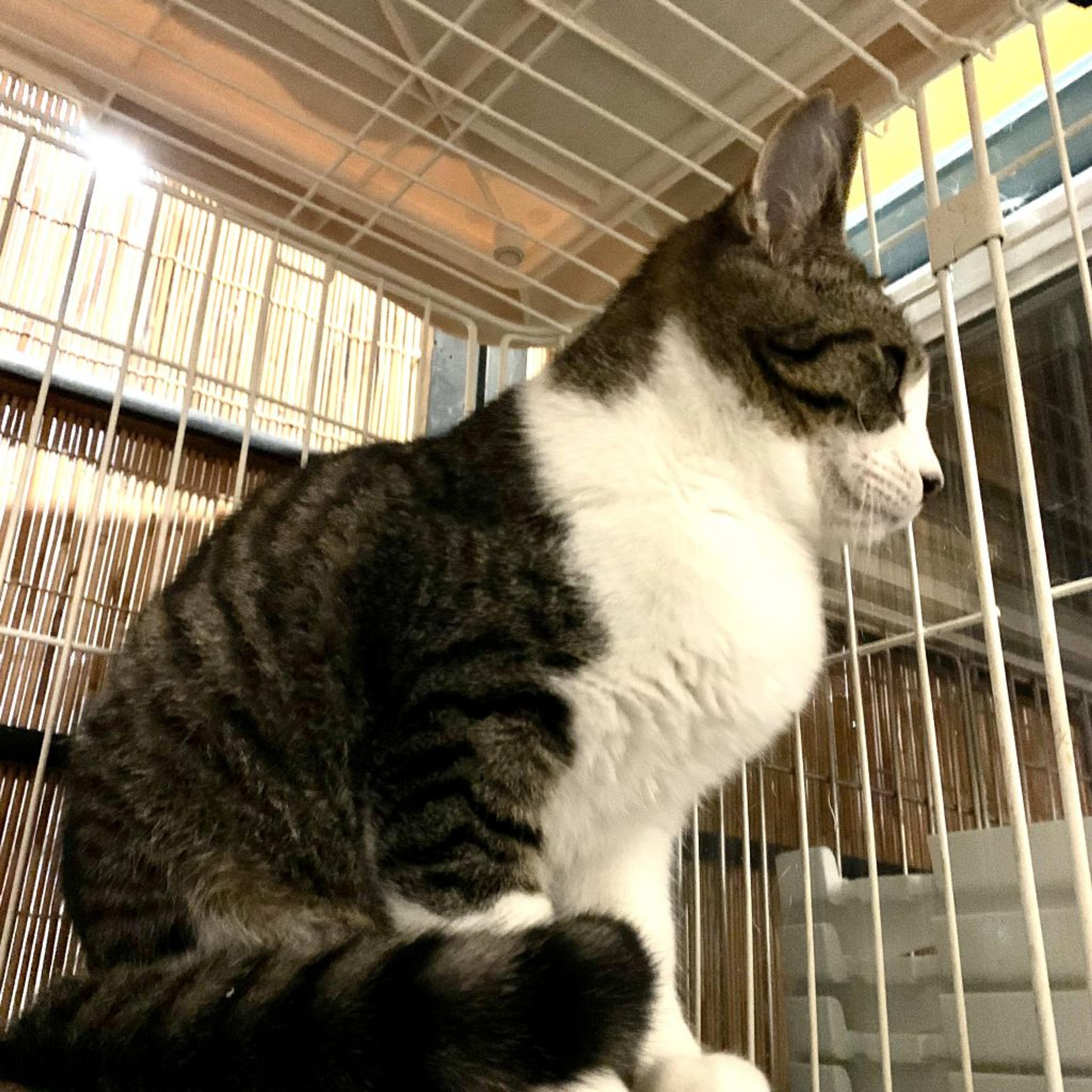 pet-image-2