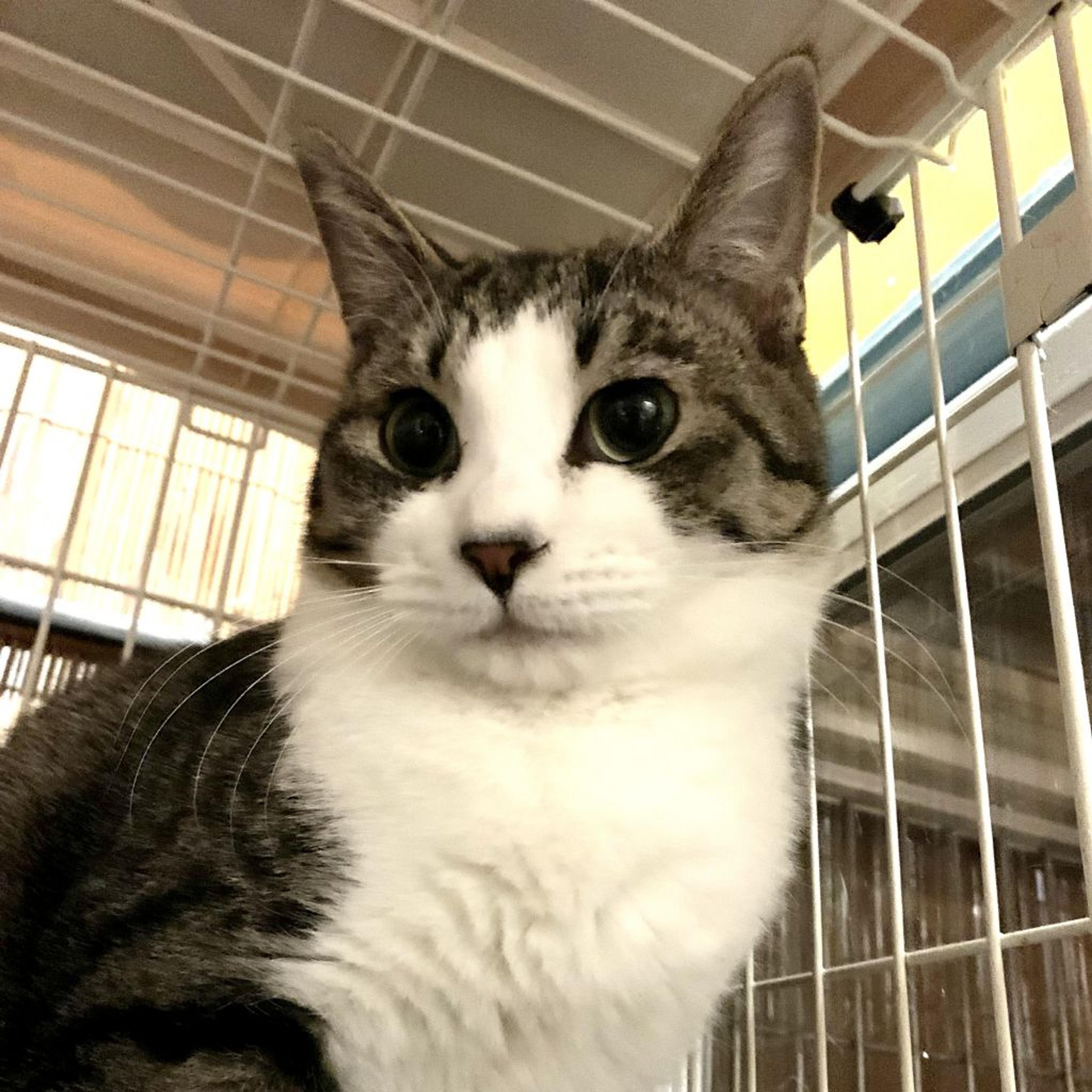 pet-image-3