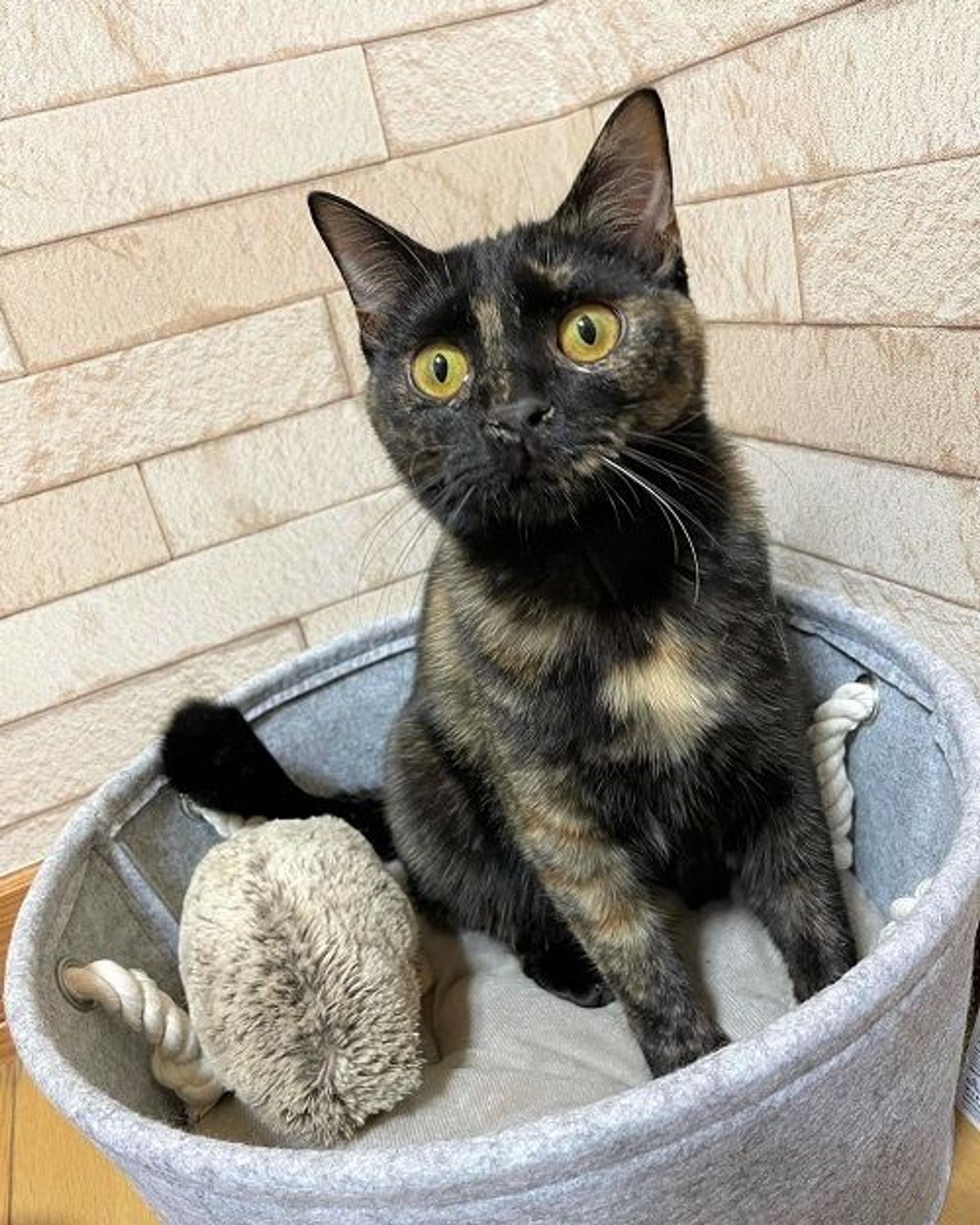 雑種（ミックス猫）・メスの里親募集の写真
