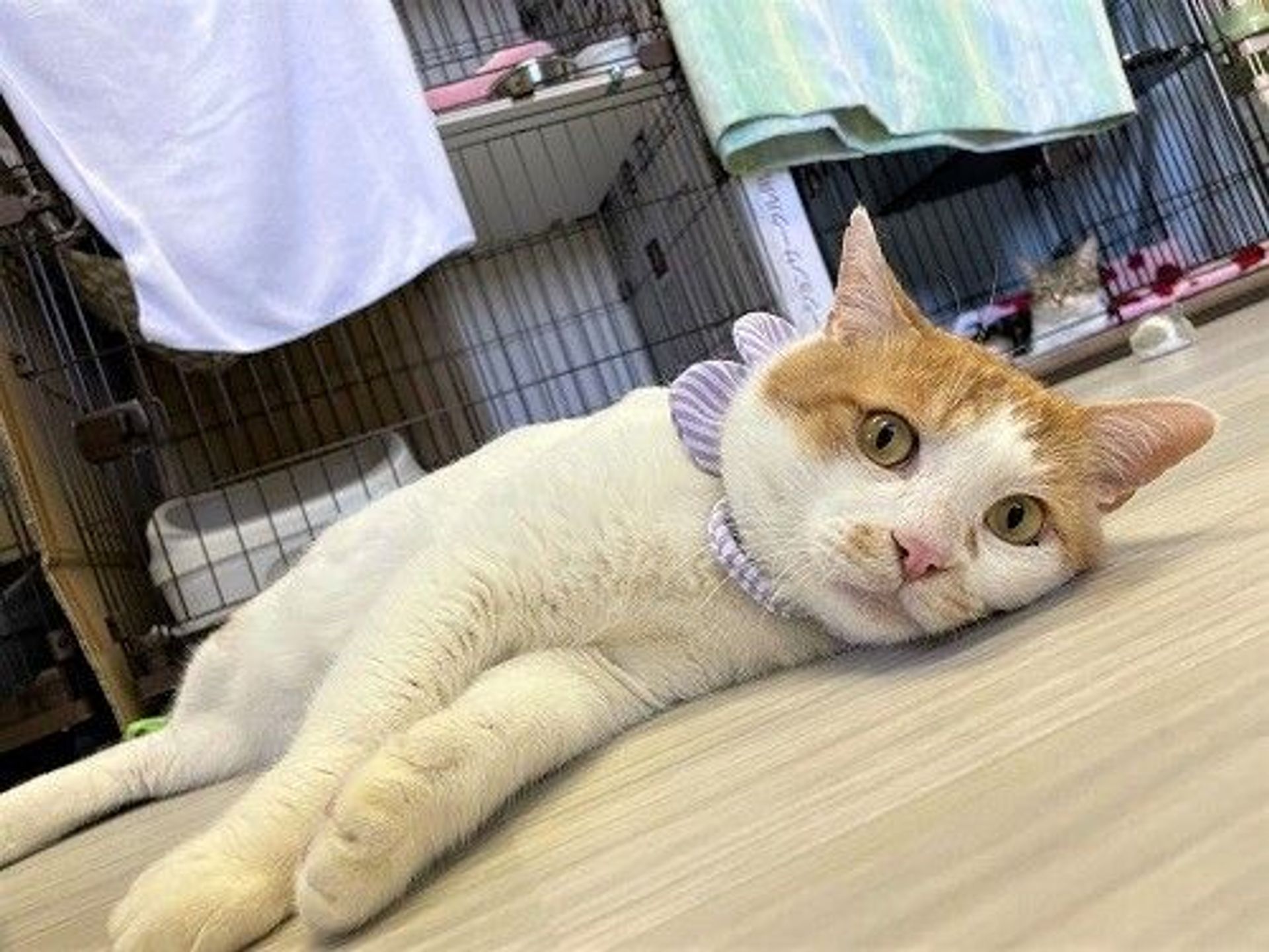 雑種（ミックス猫）・オスの里親募集の写真