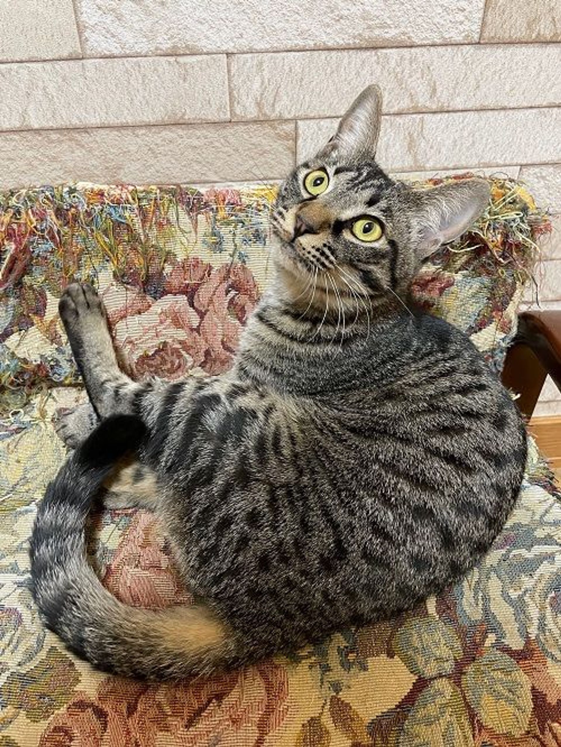雑種（ミックス猫）・メスの里親募集の写真