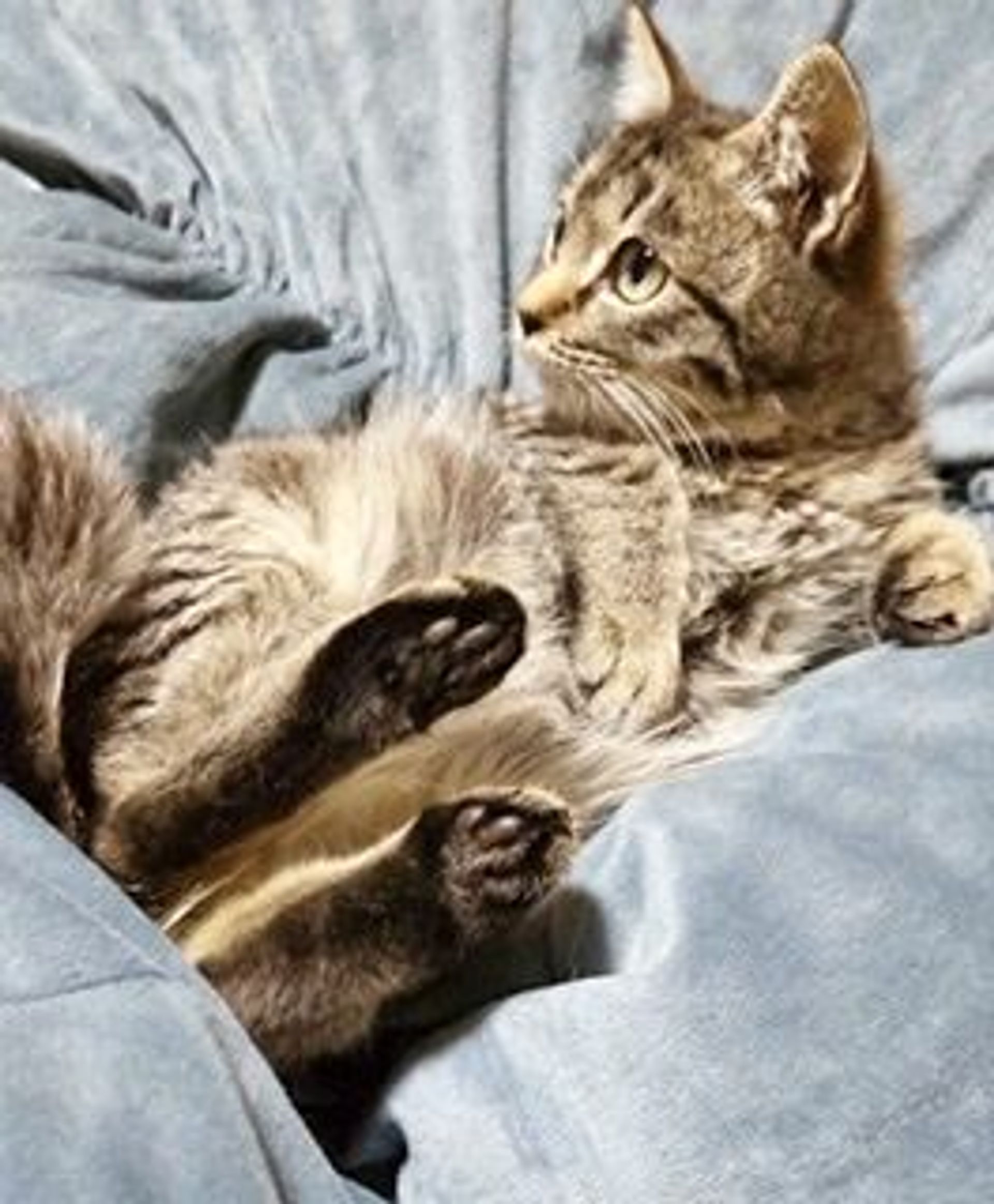 雑種（ミックス猫）・メスの里親募集の写真
