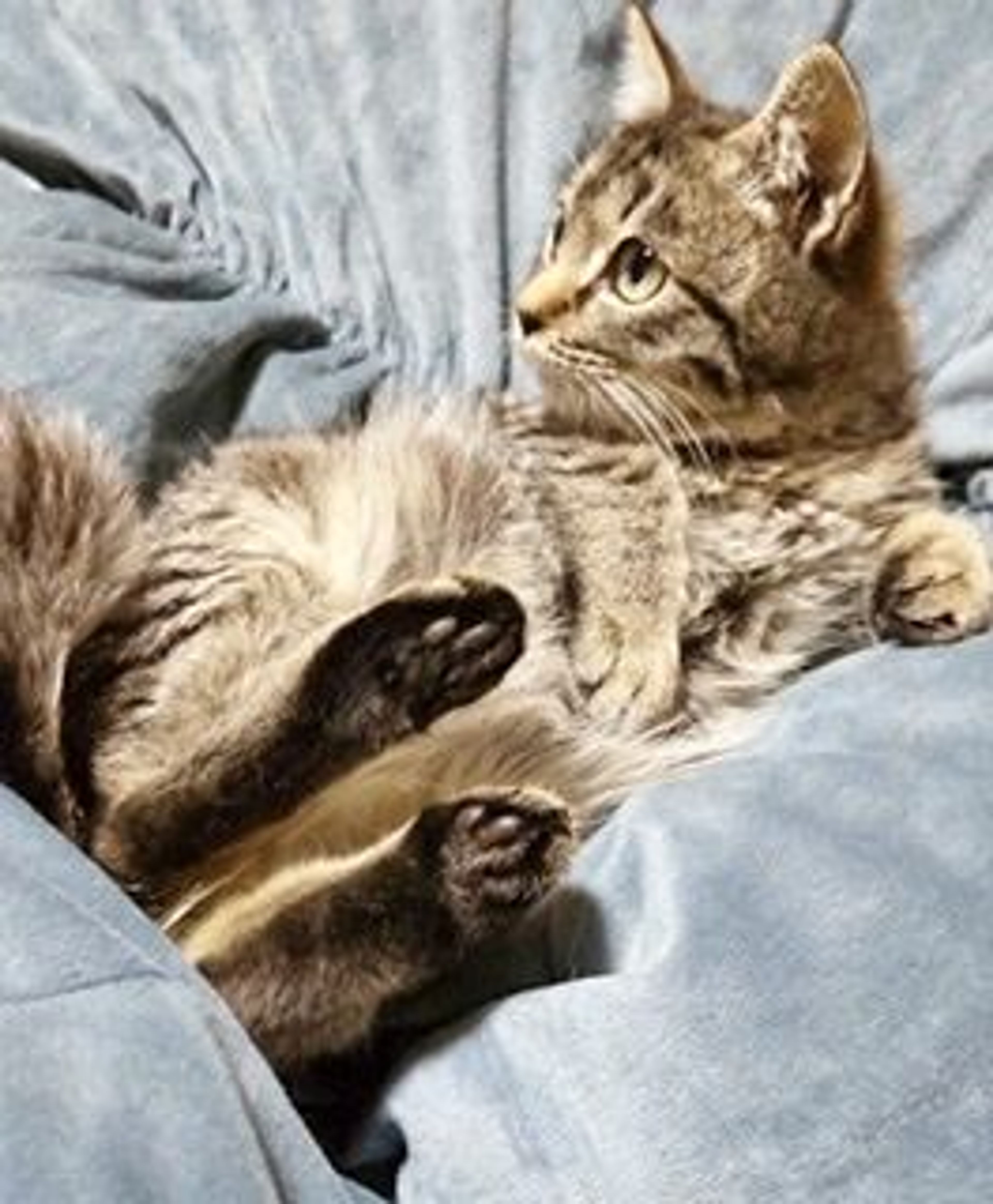雑種（ミックス猫）・メスの里親募集の写真