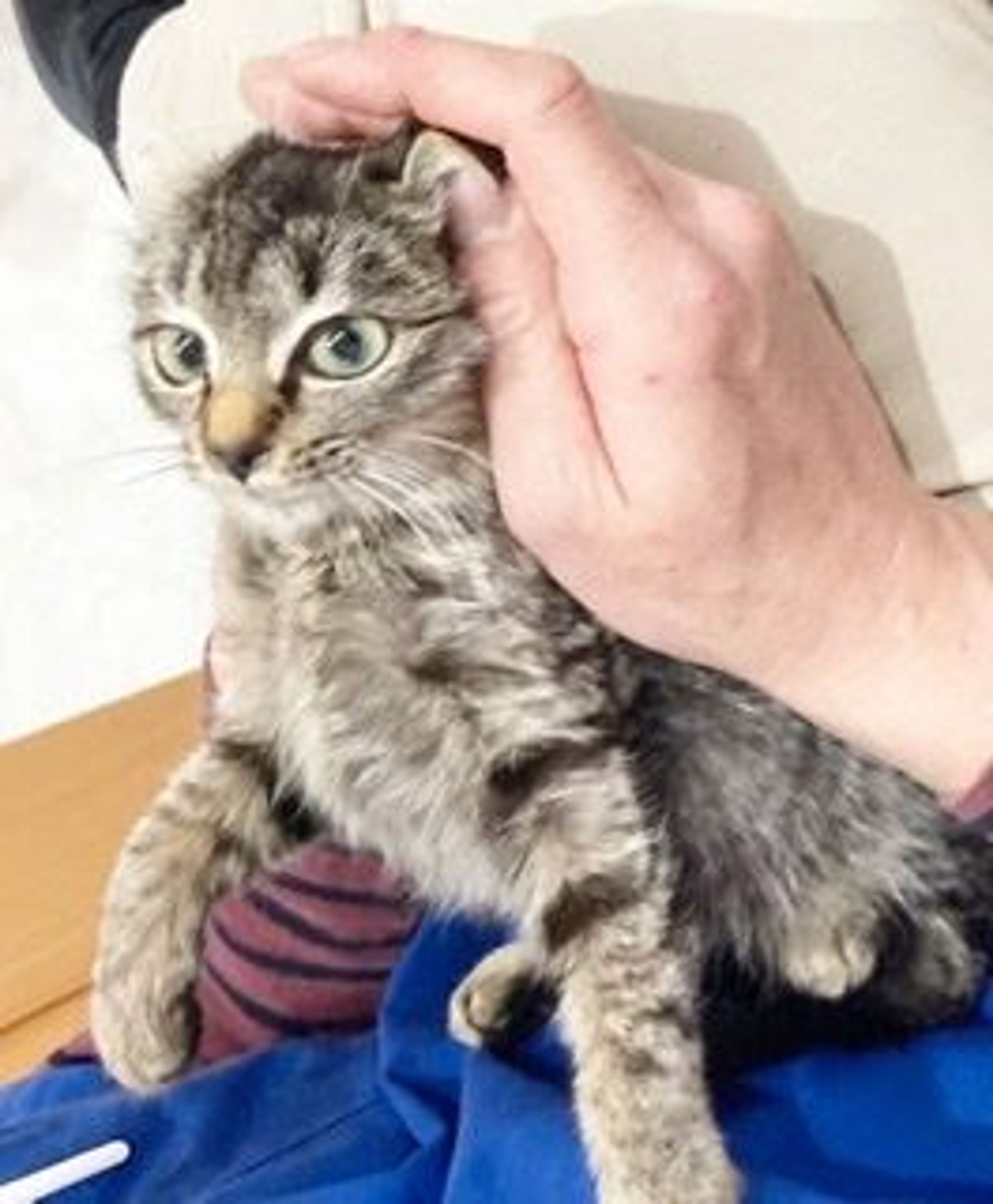 pet-image-2