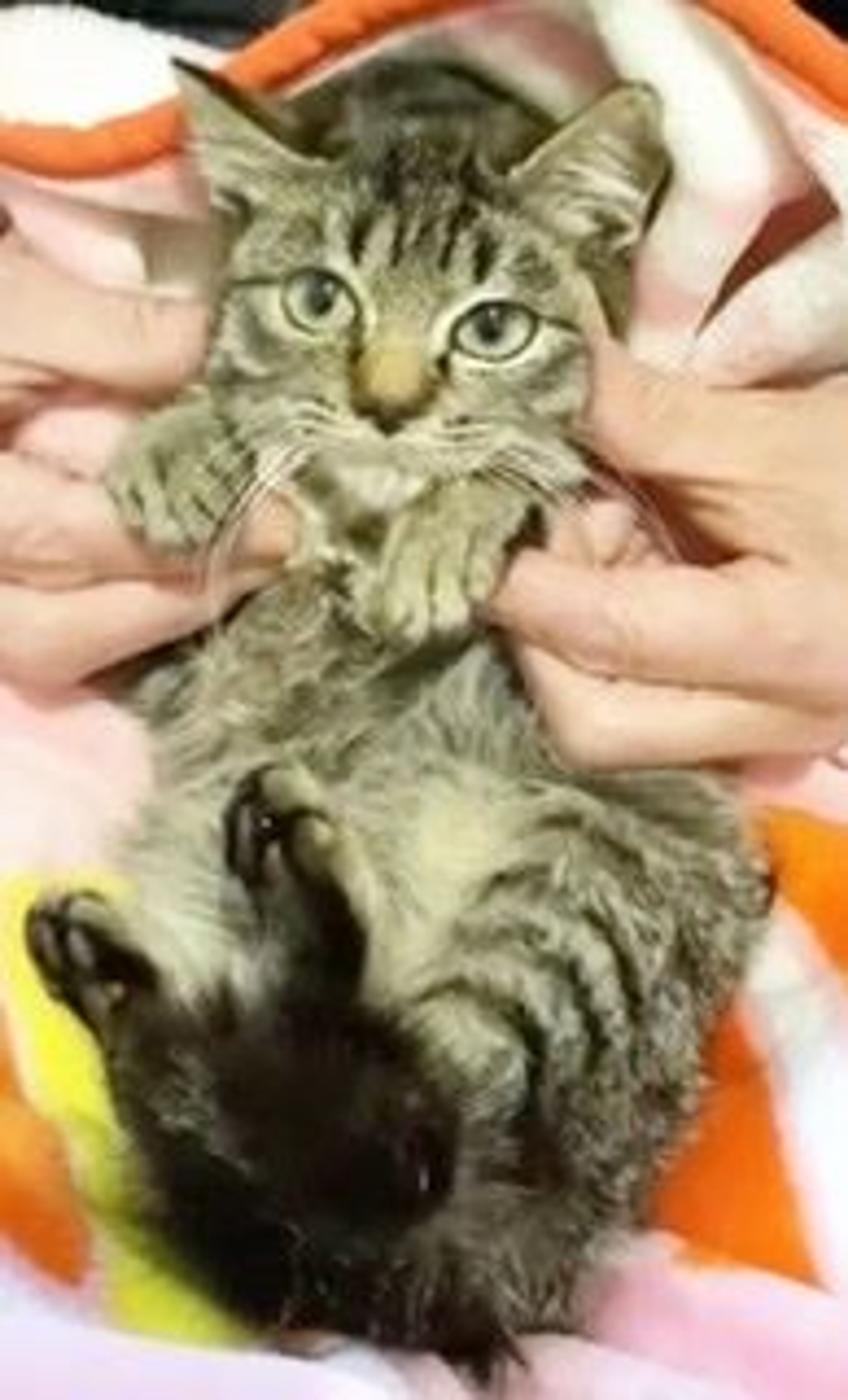 pet-image-3