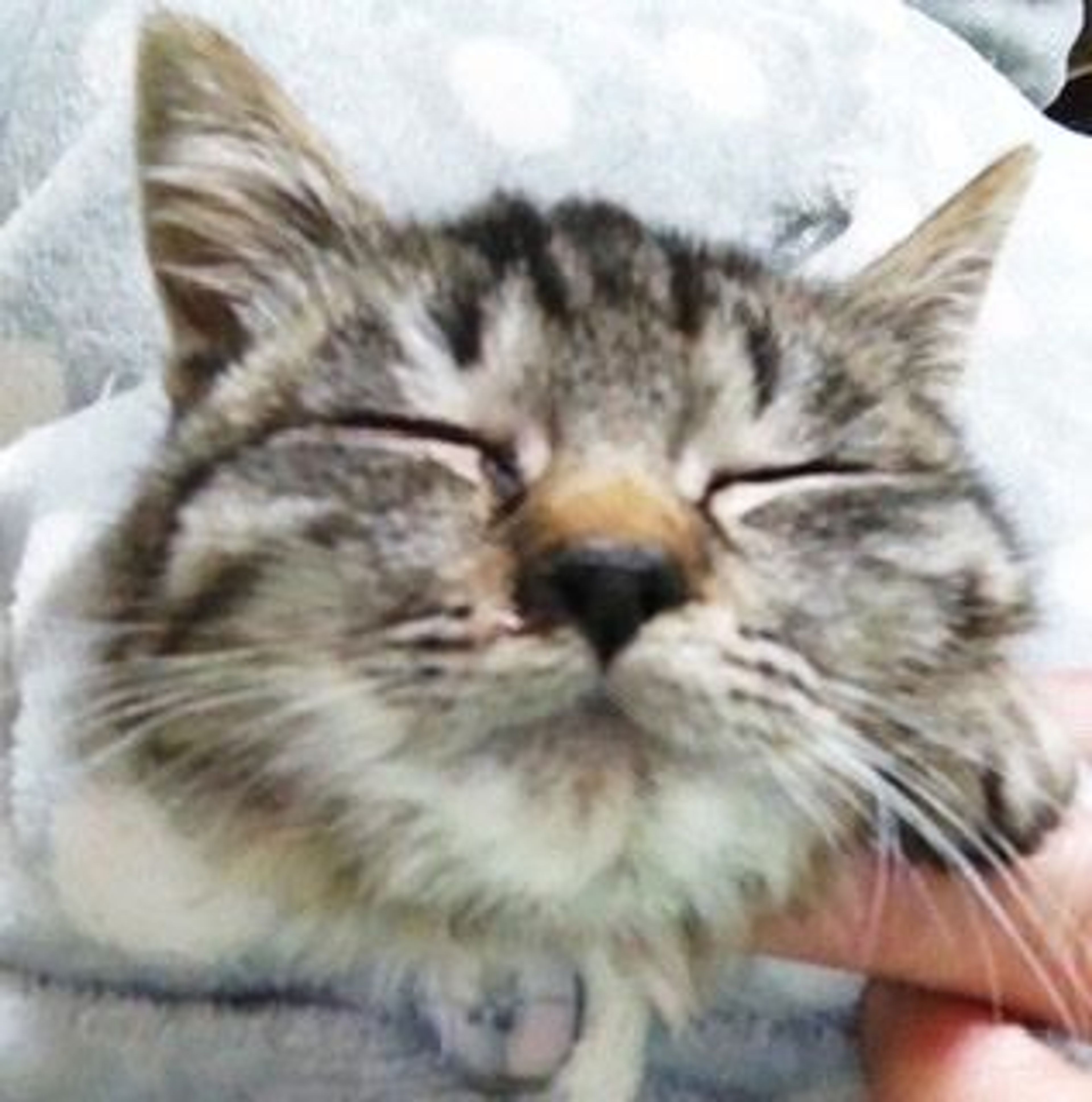 pet-image-4