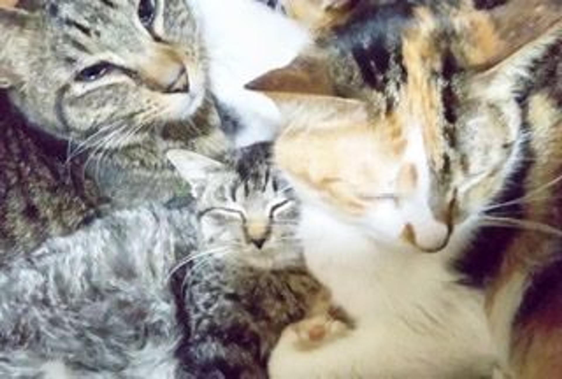 pet-image-5