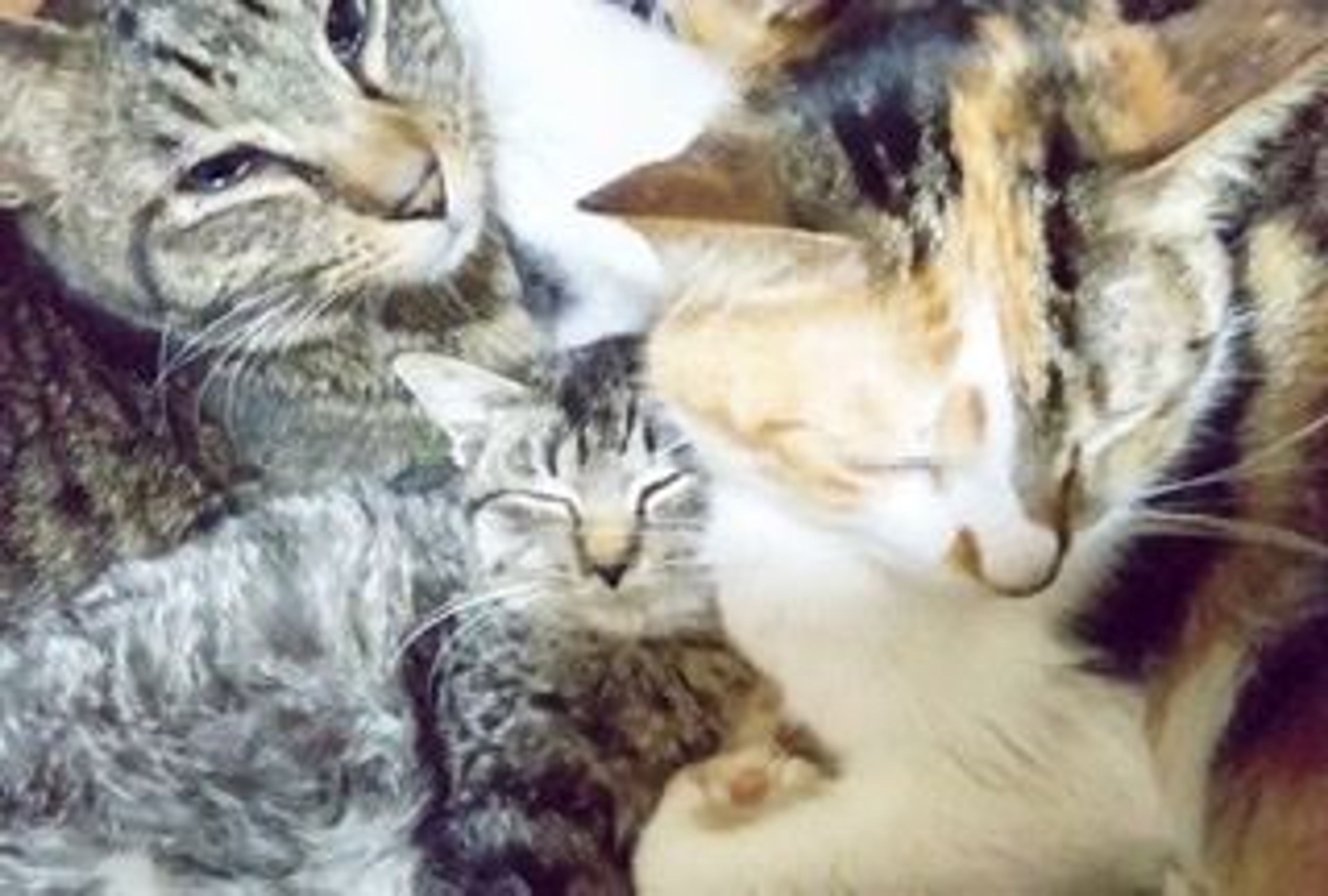 pet-image-5
