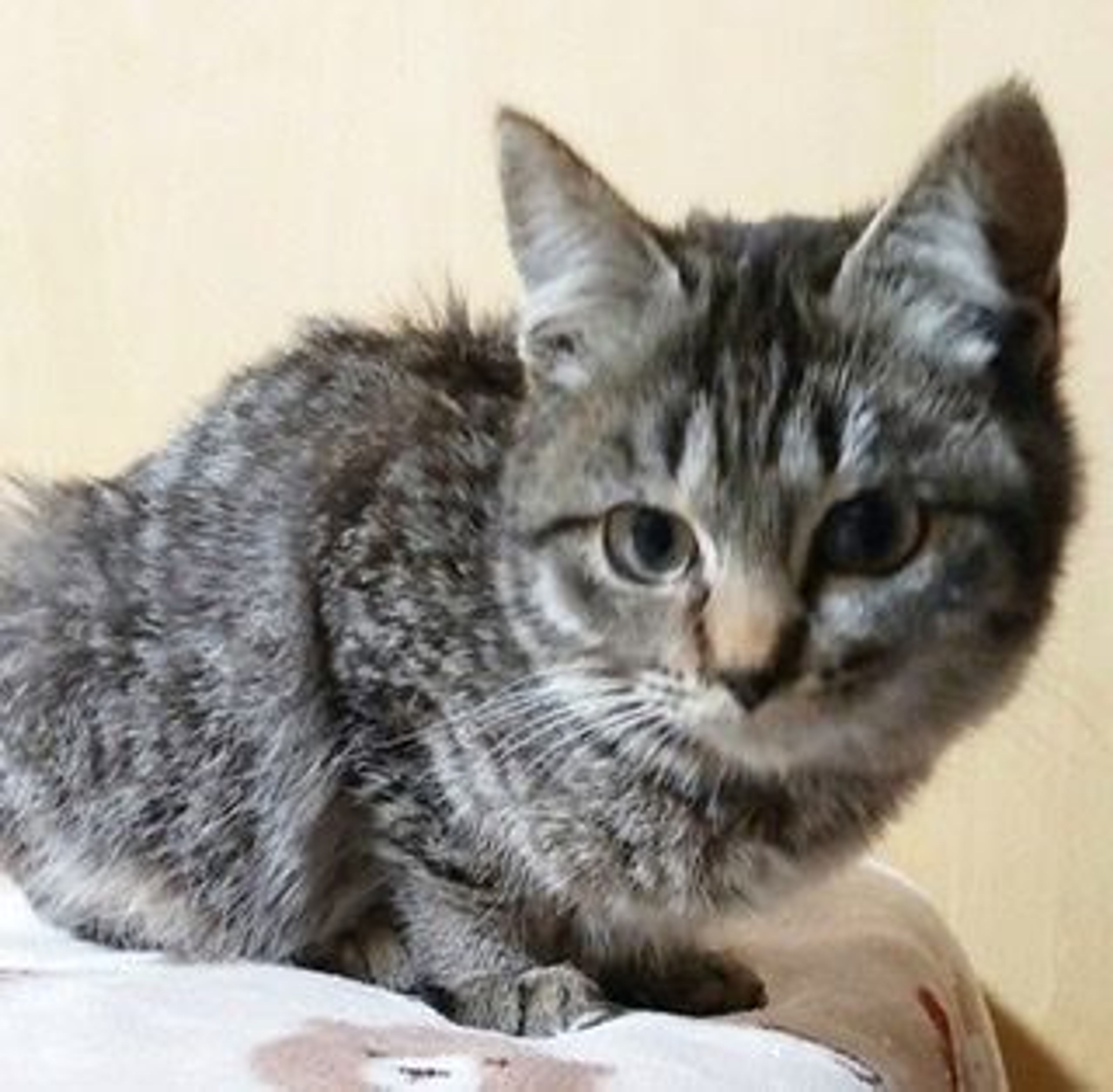 pet-image-6