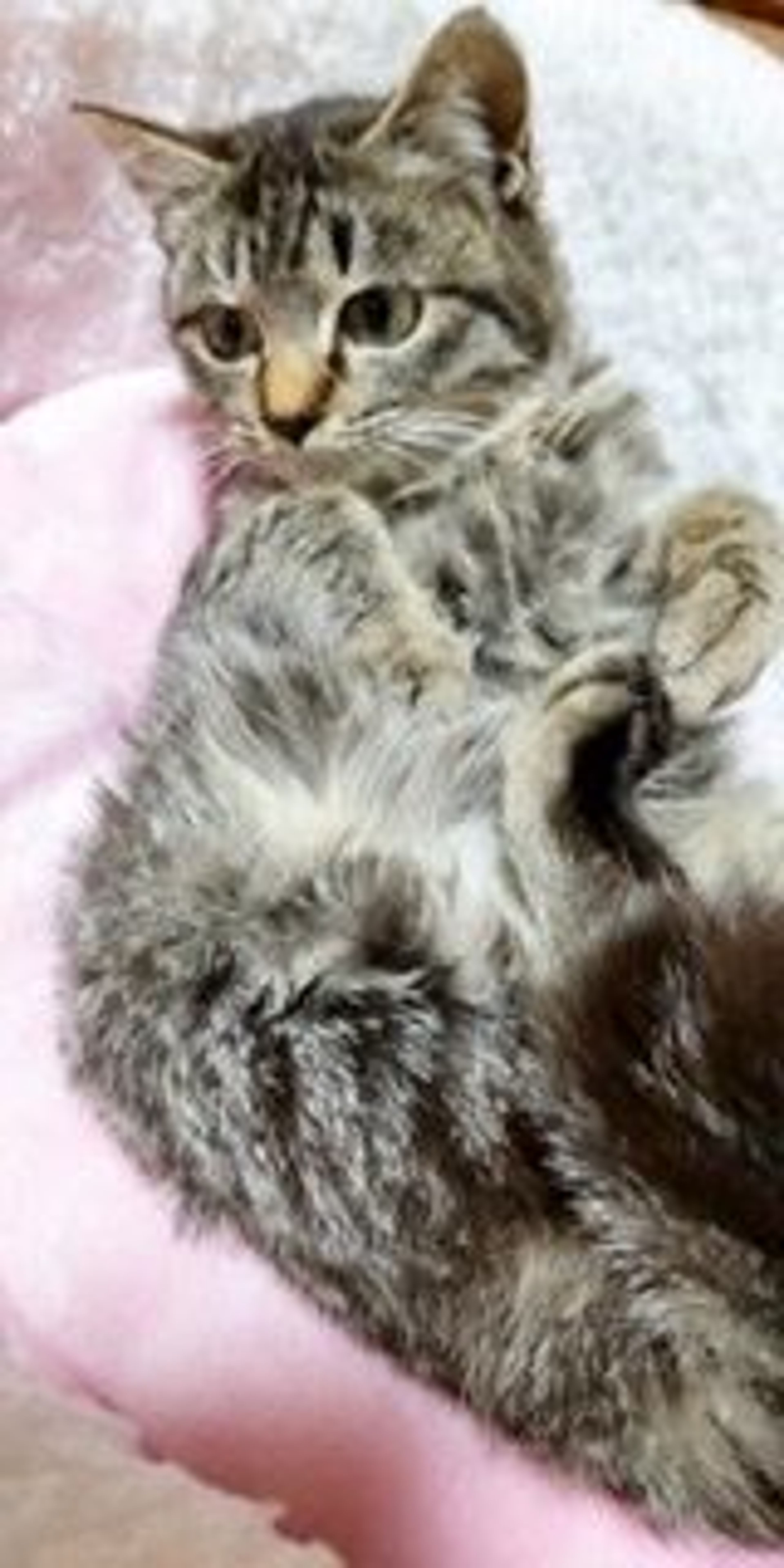 pet-image-7