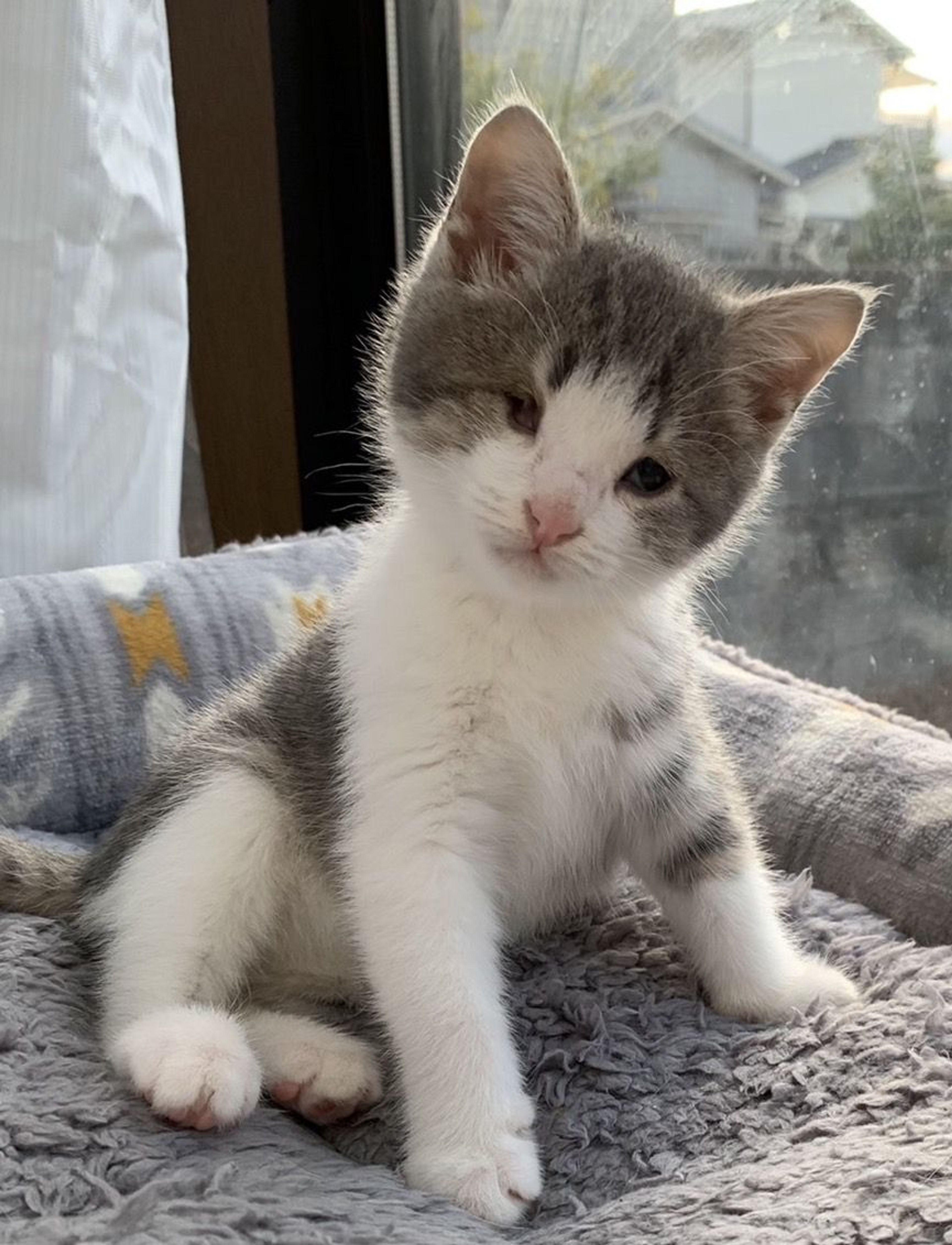 pet-image-2