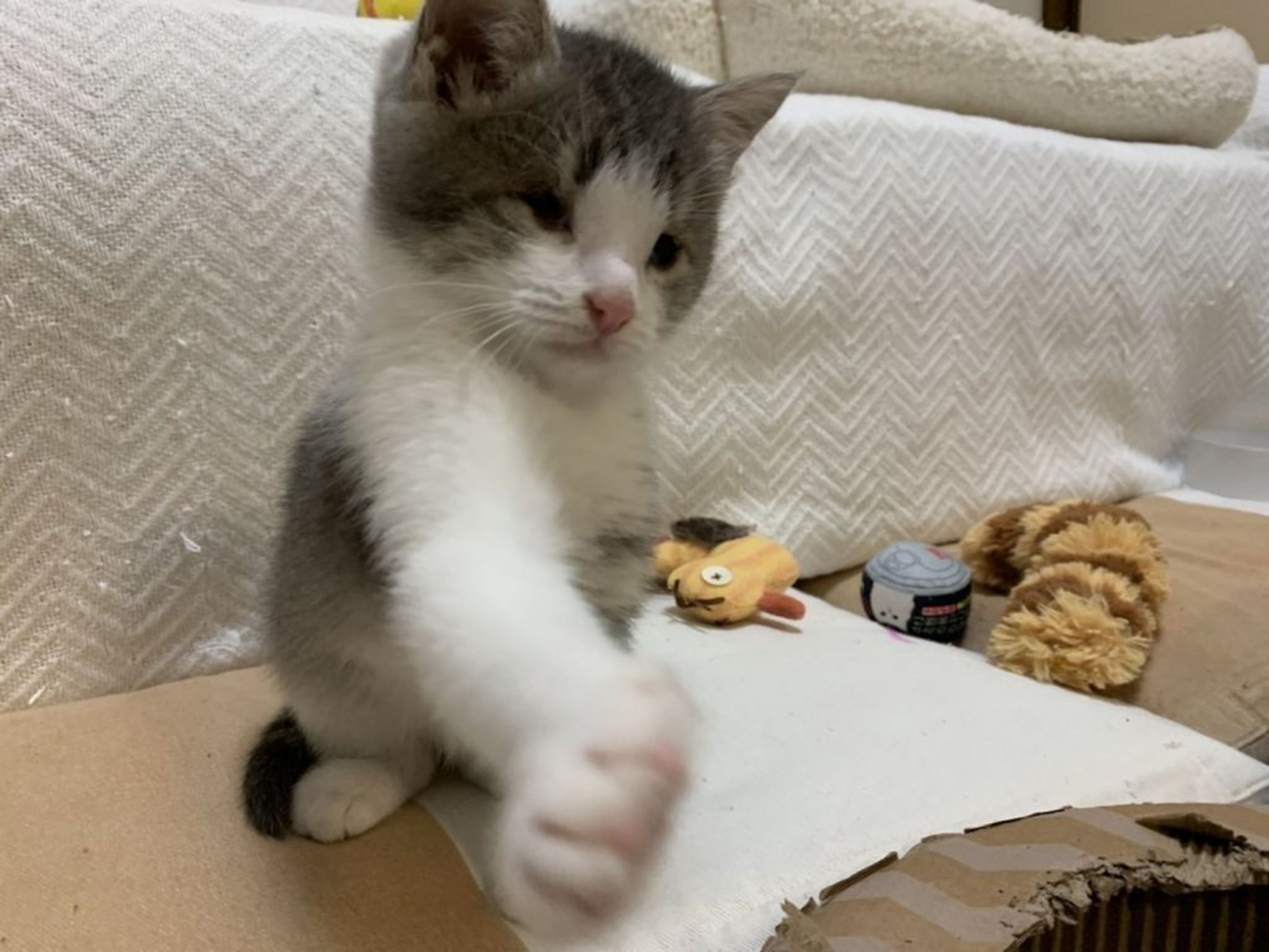 pet-image-4
