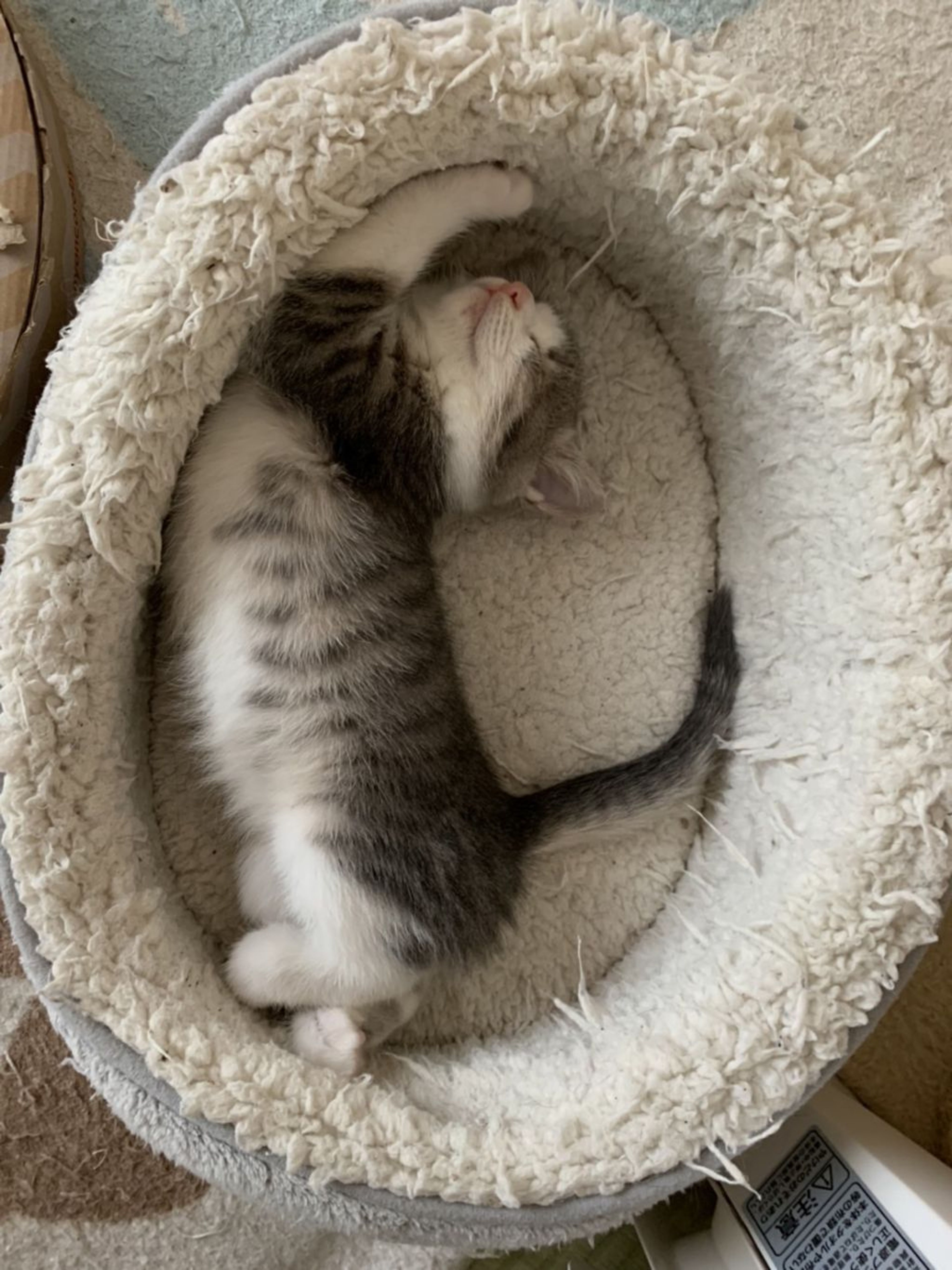 pet-image-6