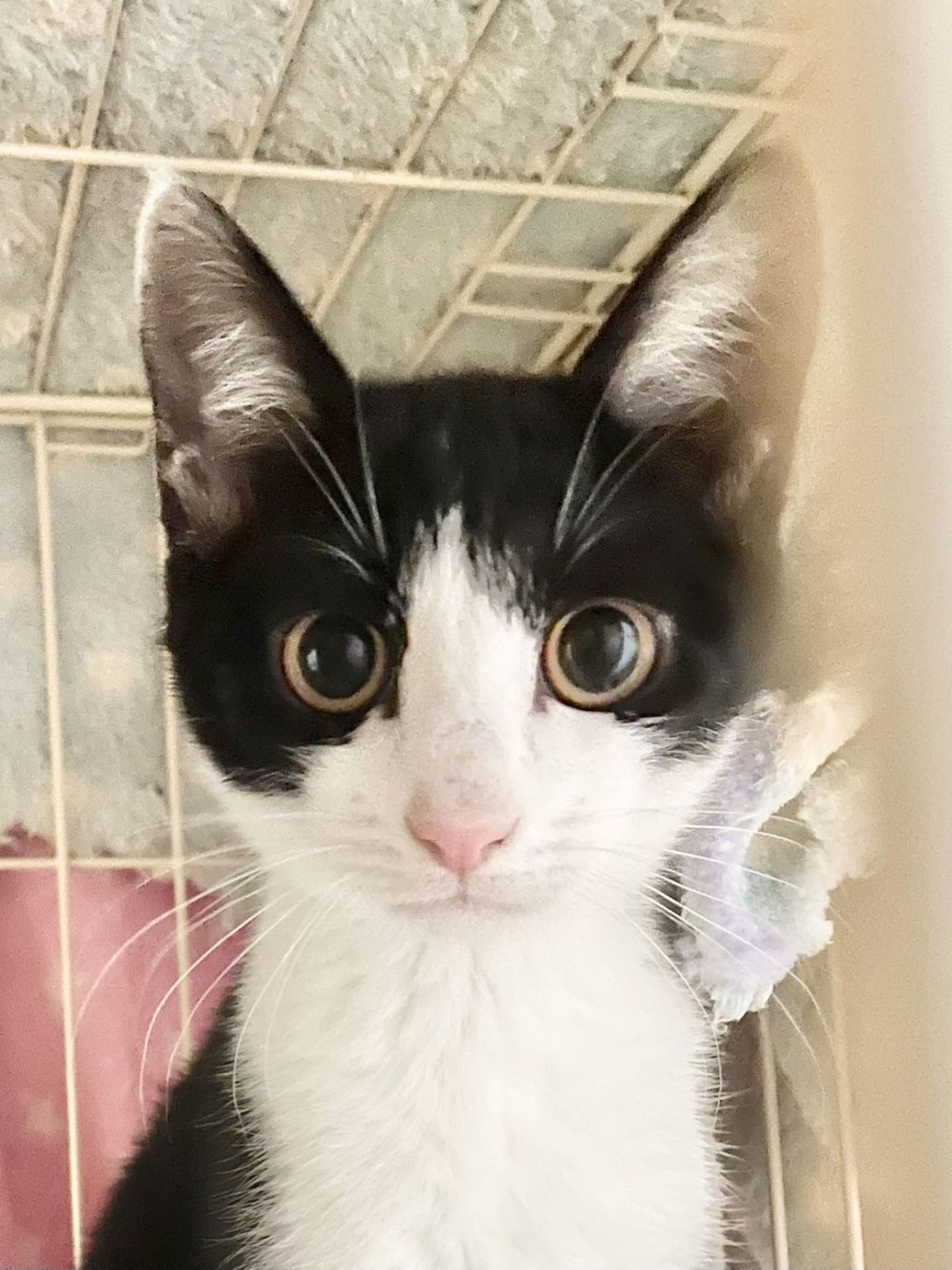 pet-image-2
