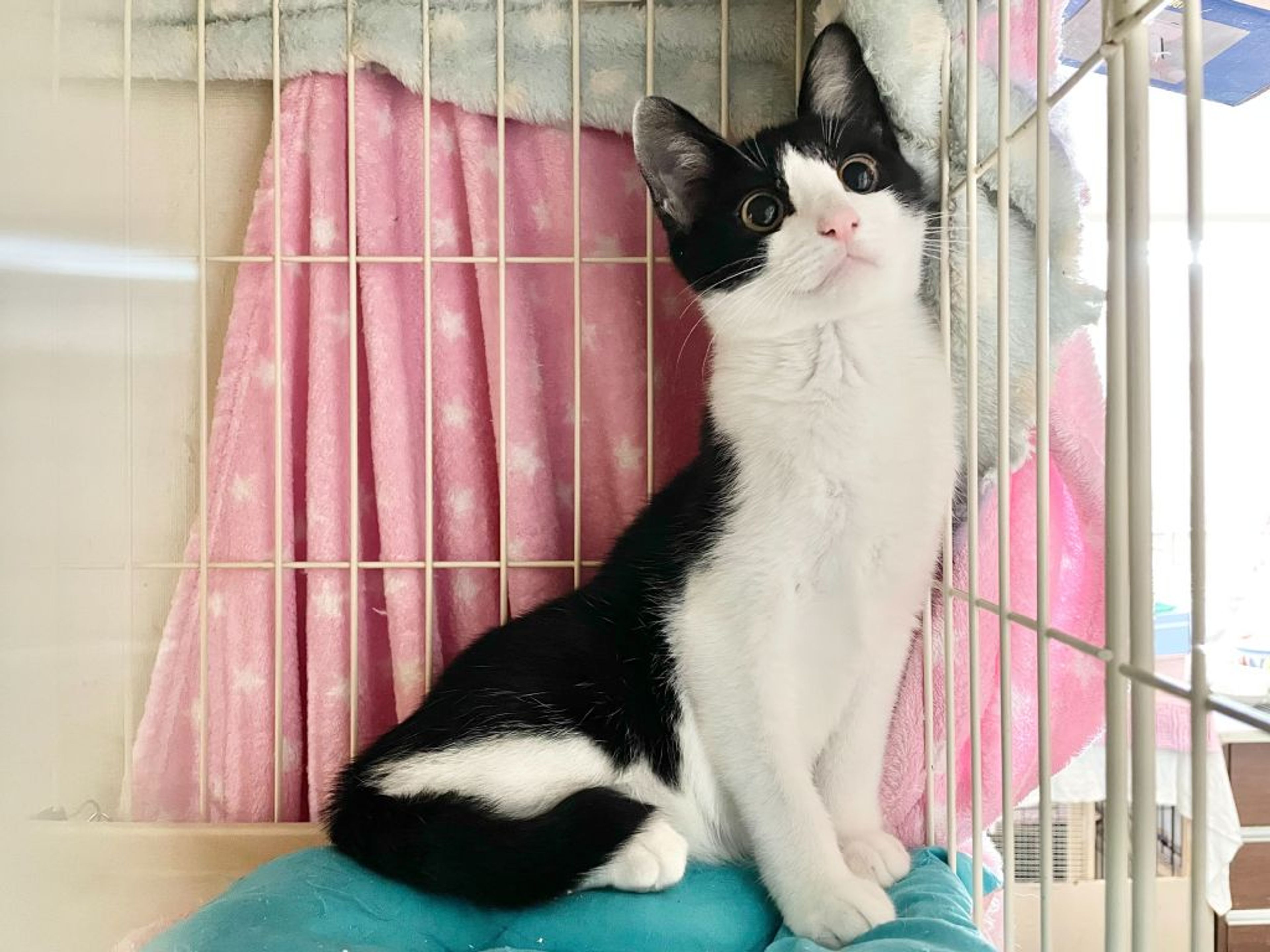pet-image-3